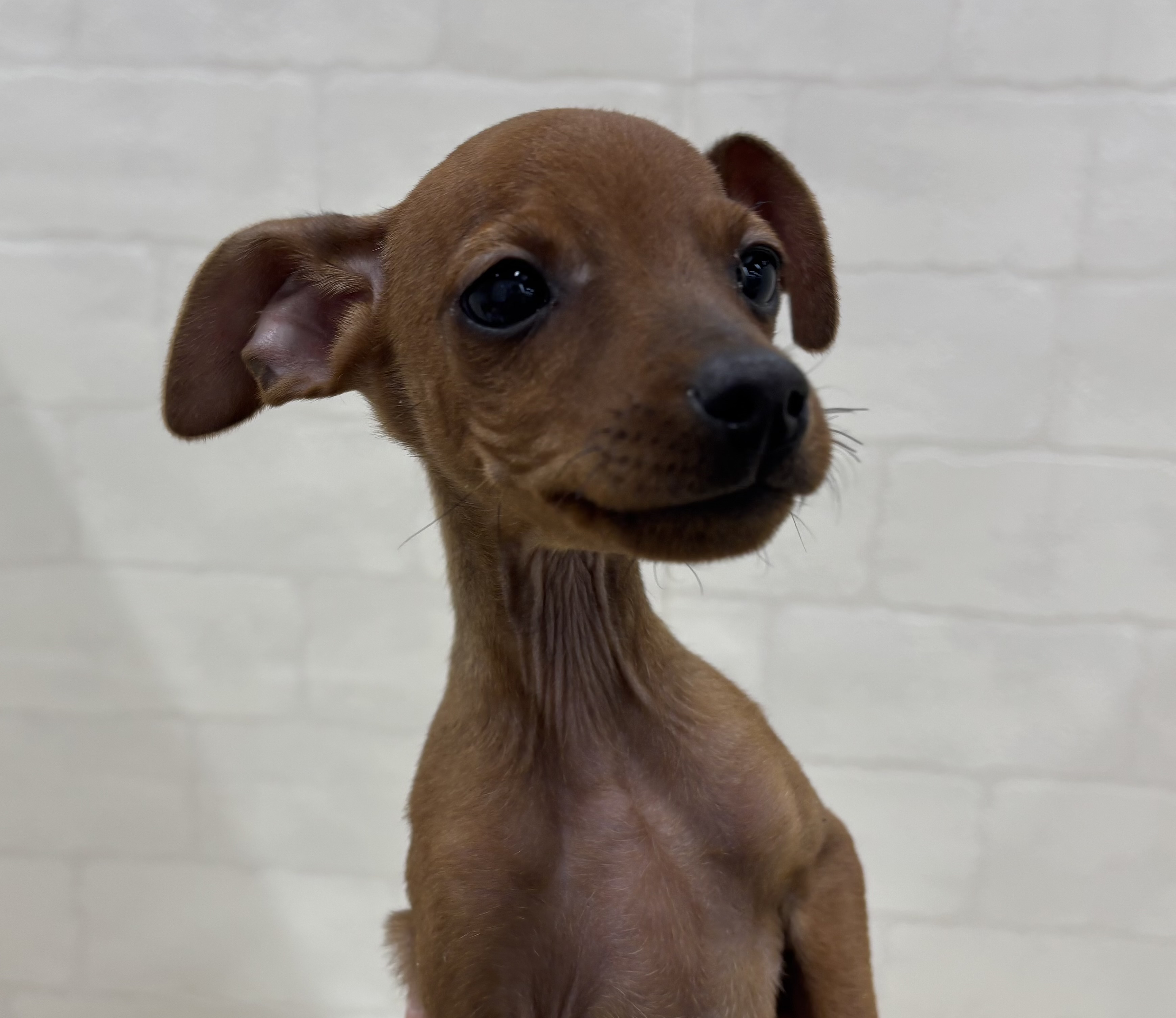 埼玉県のミニチュアピンシャー (ペッツワン大利根店/2025年10月20日生まれ/男の子/レッド)の子犬の2枚目の画像