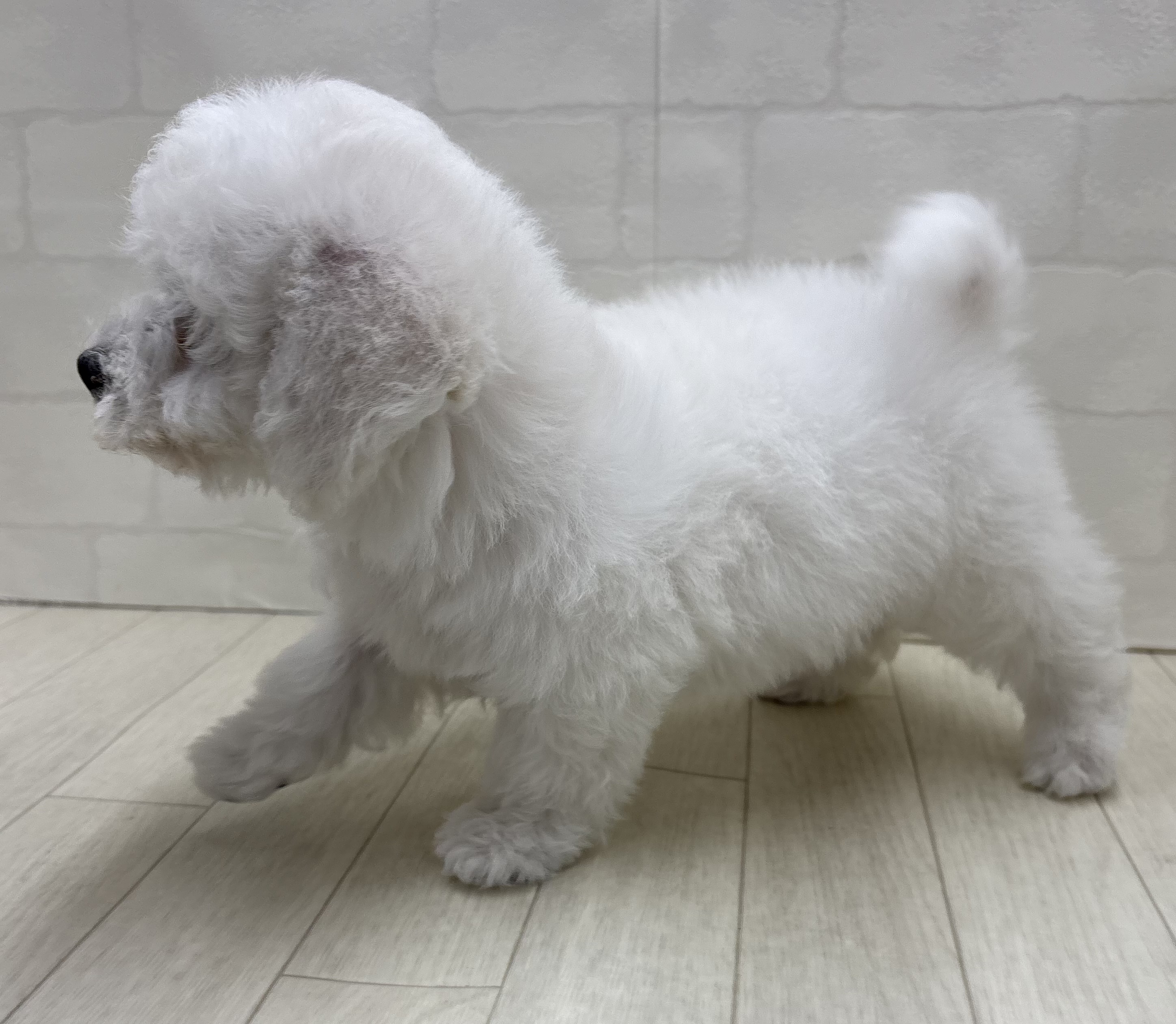 埼玉県のビションフリーゼ (ペッツワン大利根店/2025年11月2日生まれ/男の子/ホワイト)の子犬の3枚目の画像