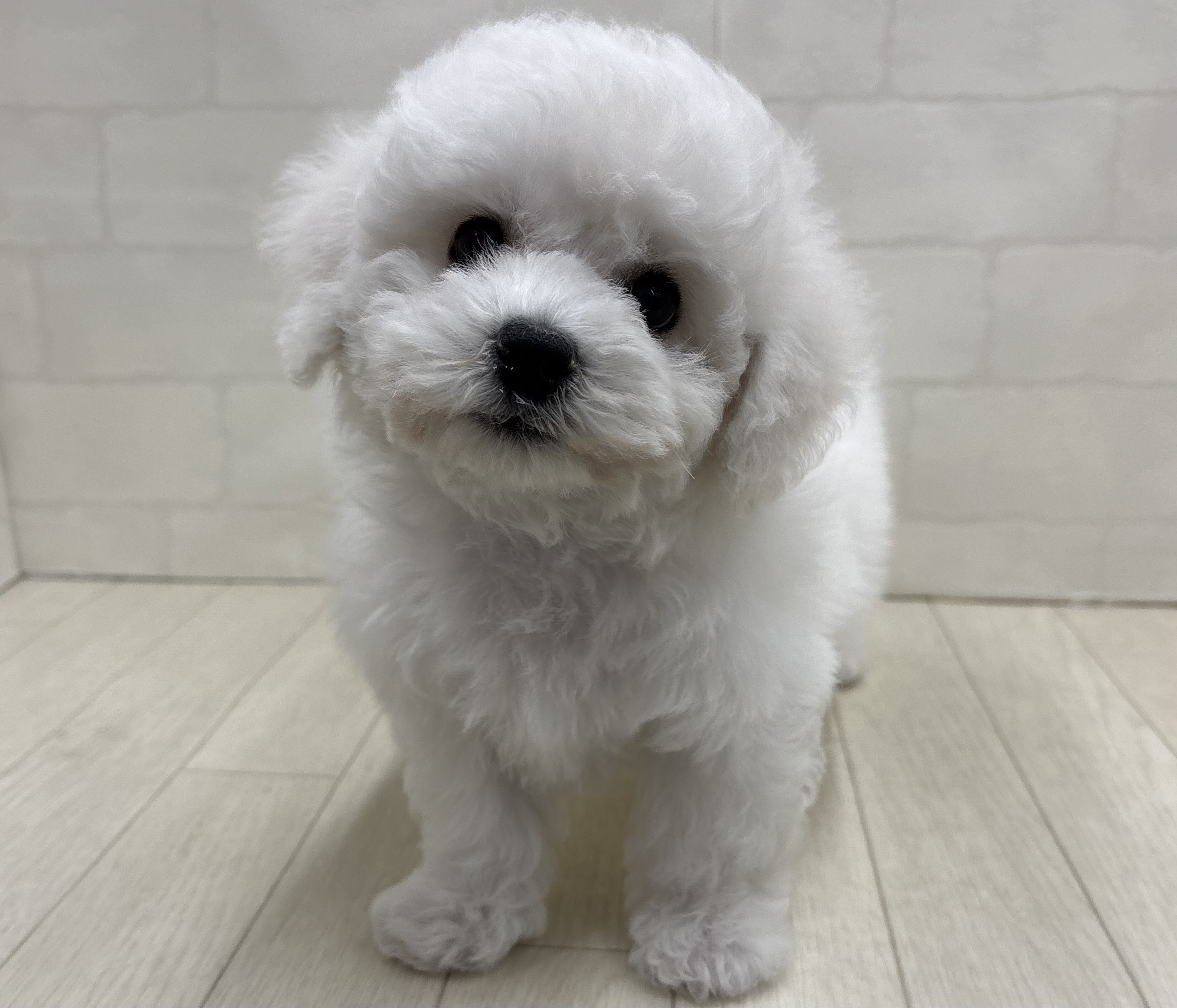 埼玉県のビションフリーゼ (ペッツワン大利根店/2025年11月2日生まれ/男の子/ホワイト)の子犬の2枚目の画像