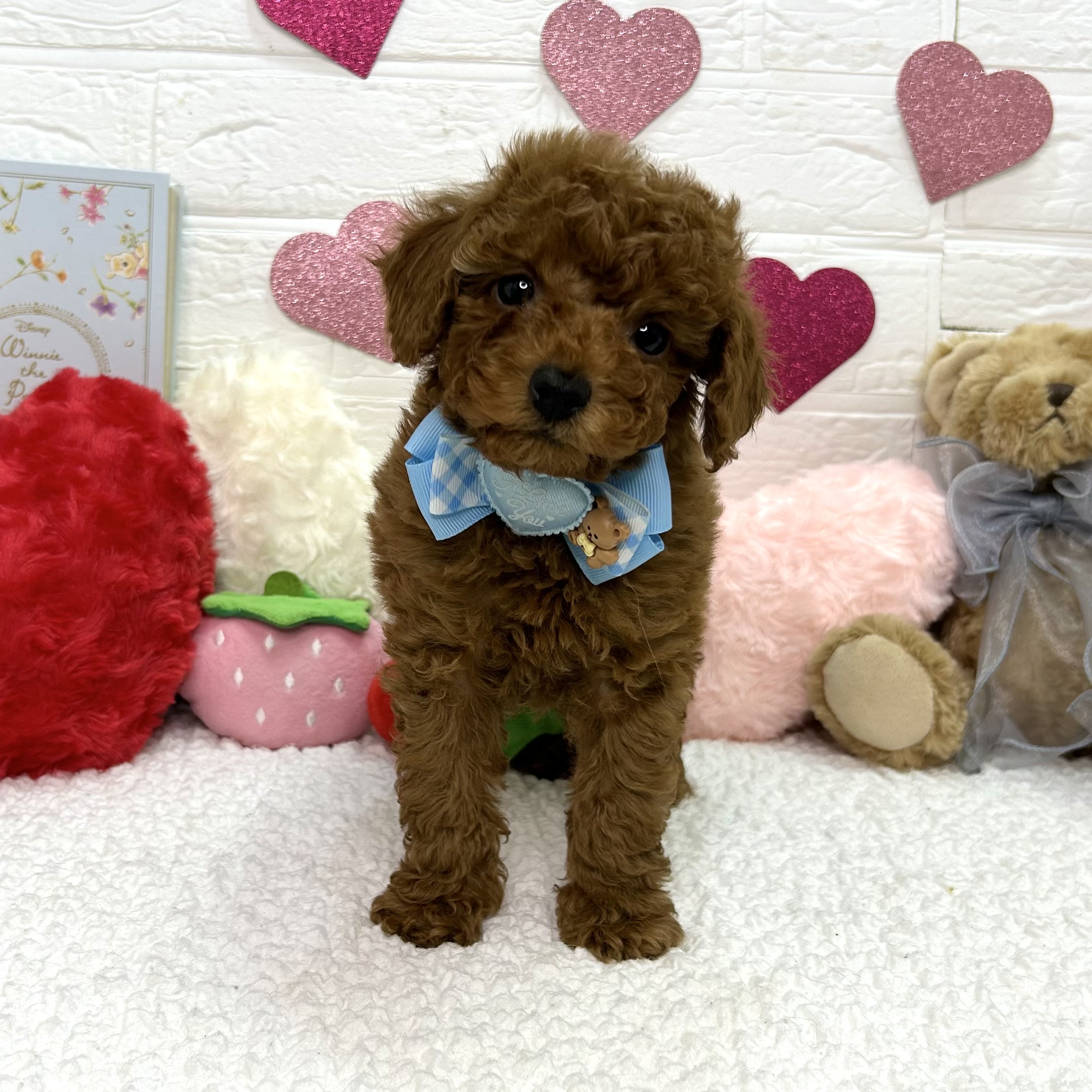 大阪府のトイプードル(トイ) (ペッツワン東大阪店/2025年11月25日生まれ/男の子/レッドフォーン)の子犬