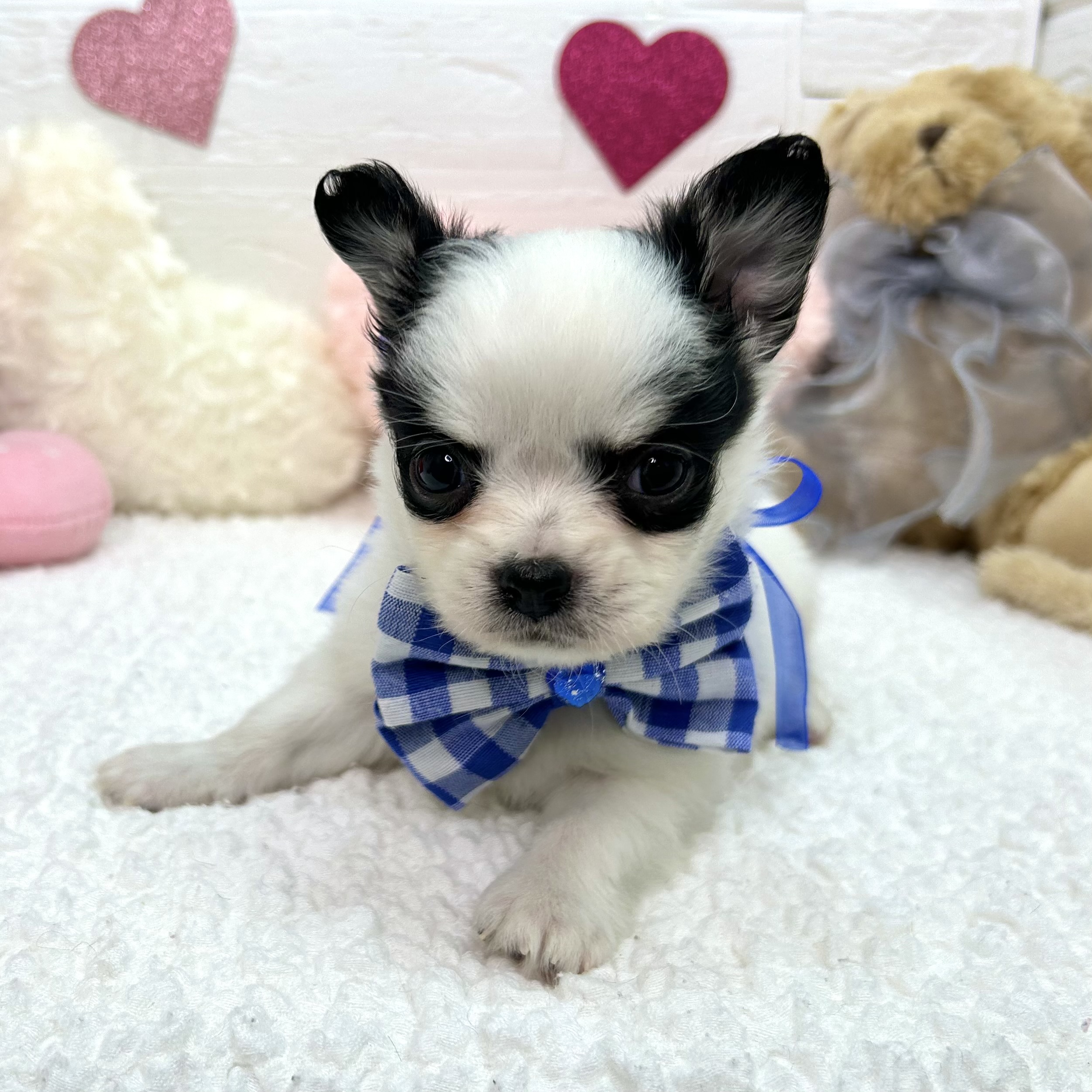 大阪府のチワワ(ロング) (ペッツワン東大阪店/2025年11月26日生まれ/男の子/ホワイトブラック)の子犬