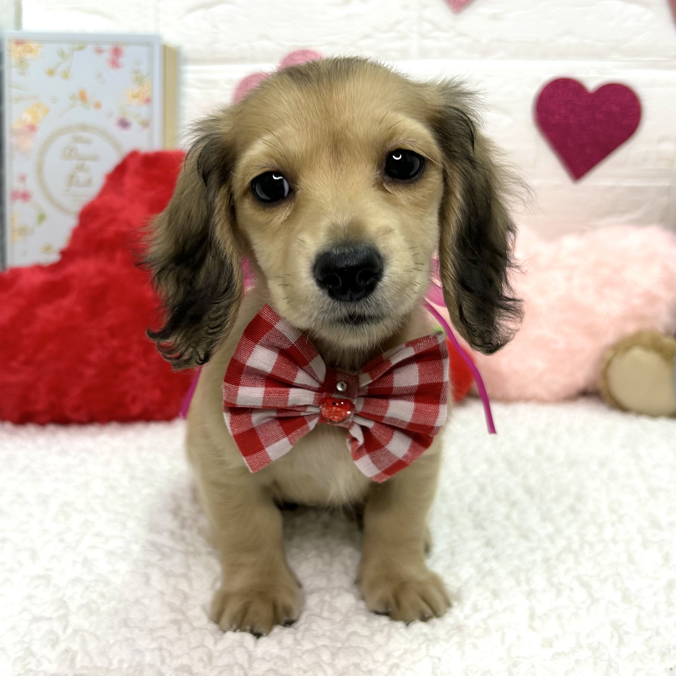 大阪府のカニンヘンダックスフンド(ロング) (ペッツワン東大阪店/2025年11月25日生まれ/女の子/シェーデットイエロー)の子犬