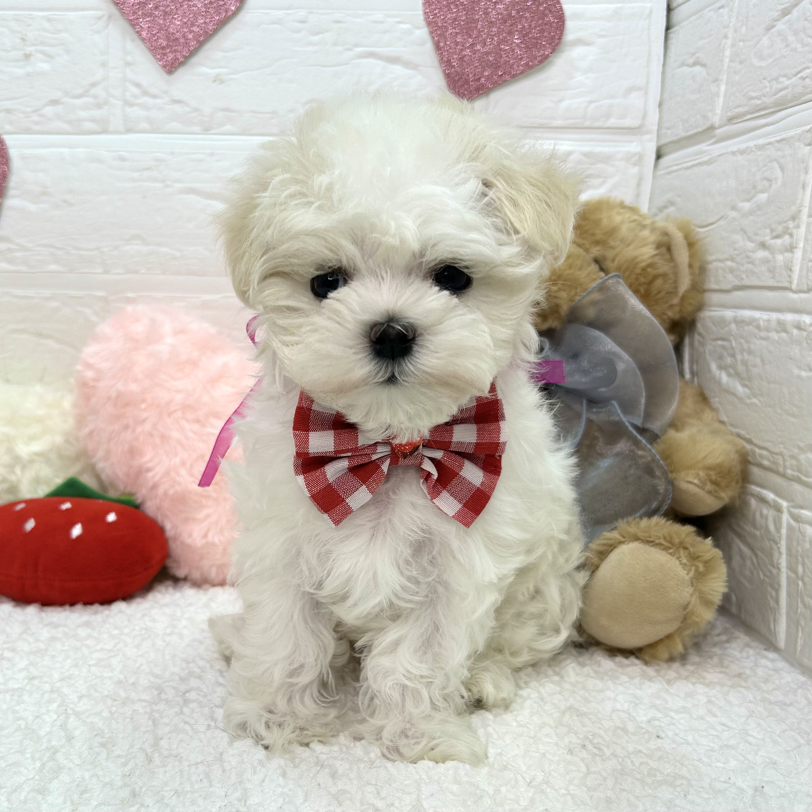 大阪府のマルチーズ (ペッツワン東大阪店/2025年11月20日生まれ/女の子/ホワイト)の子犬