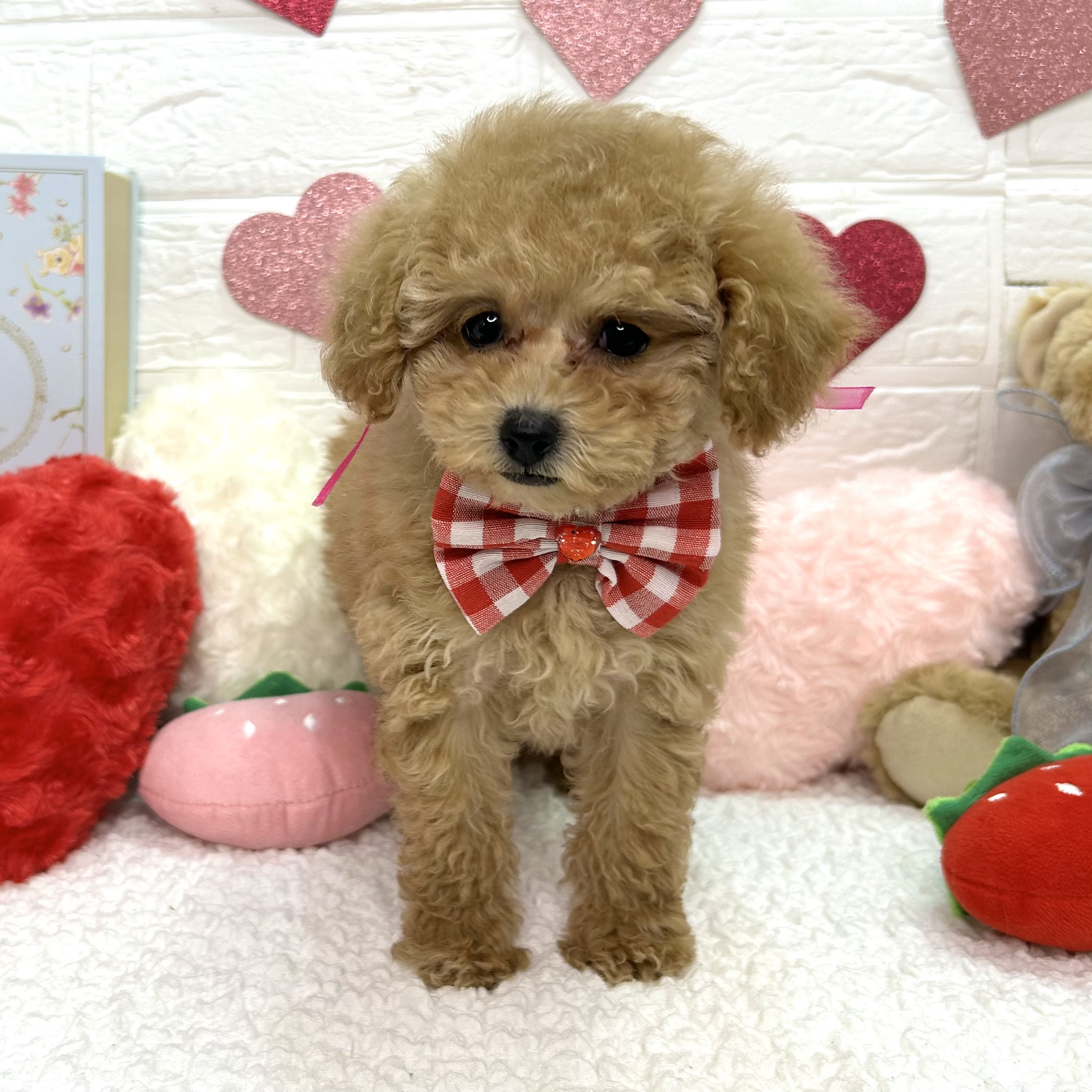 大阪府のトイプードル(トイ) (ペッツワン東大阪店/2025年11月22日生まれ/女の子/オレンジフォーン)の子犬の2枚目の画像