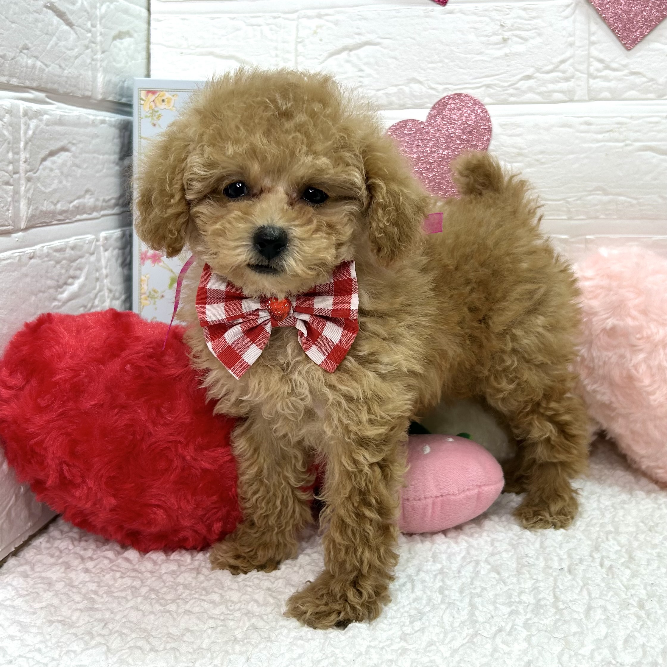 大阪府のトイプードル(トイ) (ペッツワン東大阪店/2025年11月22日生まれ/女の子/オレンジフォーン)の子犬の3枚目の画像