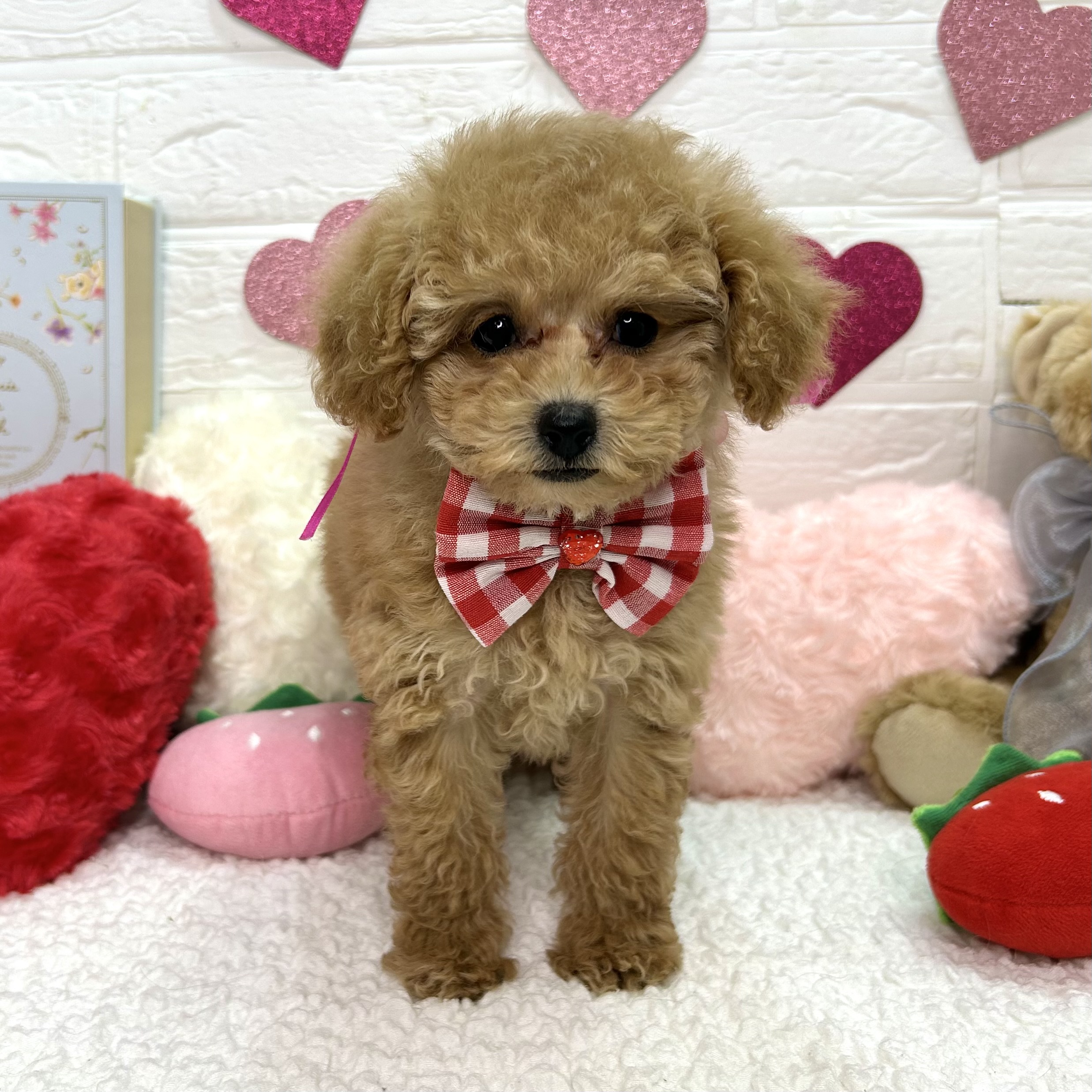 大阪府のトイプードル(トイ) (ペッツワン東大阪店/2025年11月22日生まれ/女の子/オレンジフォーン)の子犬の1枚目の画像