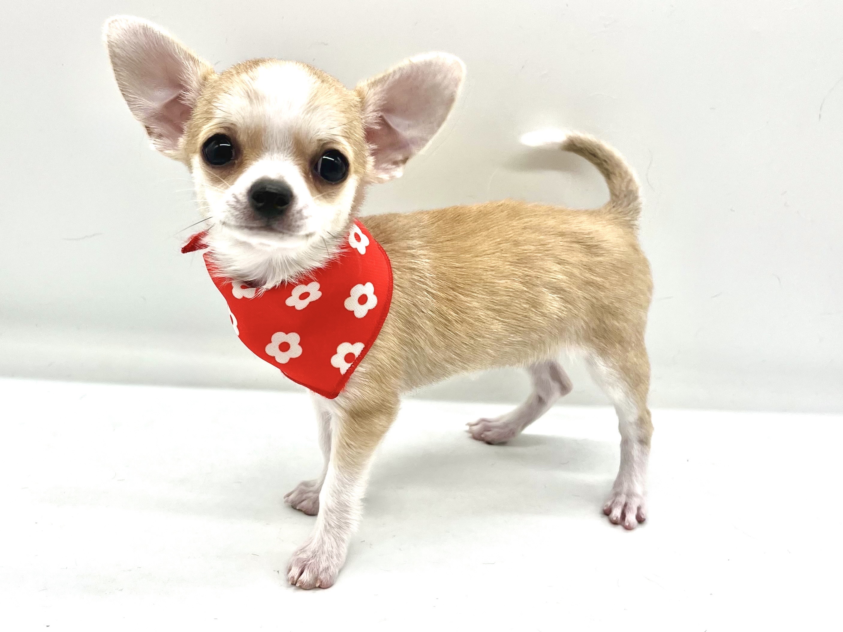 埼玉県のチワワ(ロング) (ペッツワンなめがわモール店/2025年10月20日生まれ/女の子/レッドホワイト)の子犬