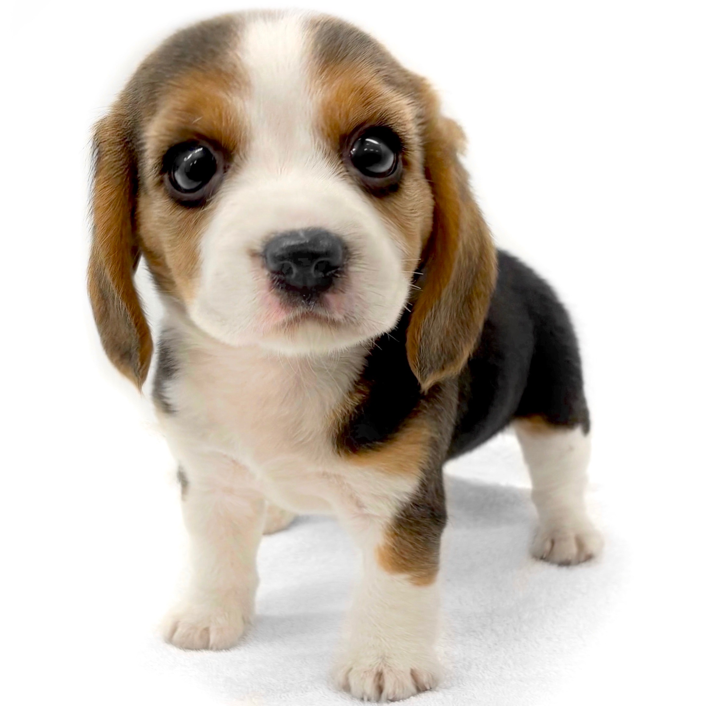 神奈川県のビーグル (ペッツワン城山店/2025年11月24日生まれ/女の子/ブラックタンホワイト)の子犬