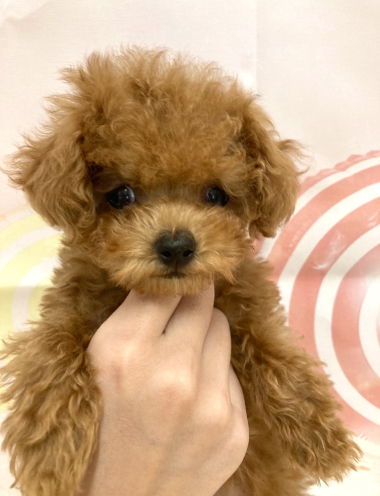 岡山県のトイプードル(トイ) (ペッツワンFC津山店/2025年11月11日生まれ/女の子/オレンジフォーン)の子犬