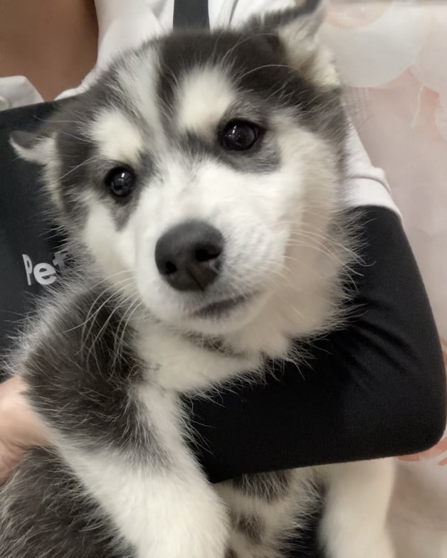 岡山県のシベリアンハスキー (ペッツワンFC津山店/2025年11月11日生まれ/女の子/ブラックホワイト)の子犬