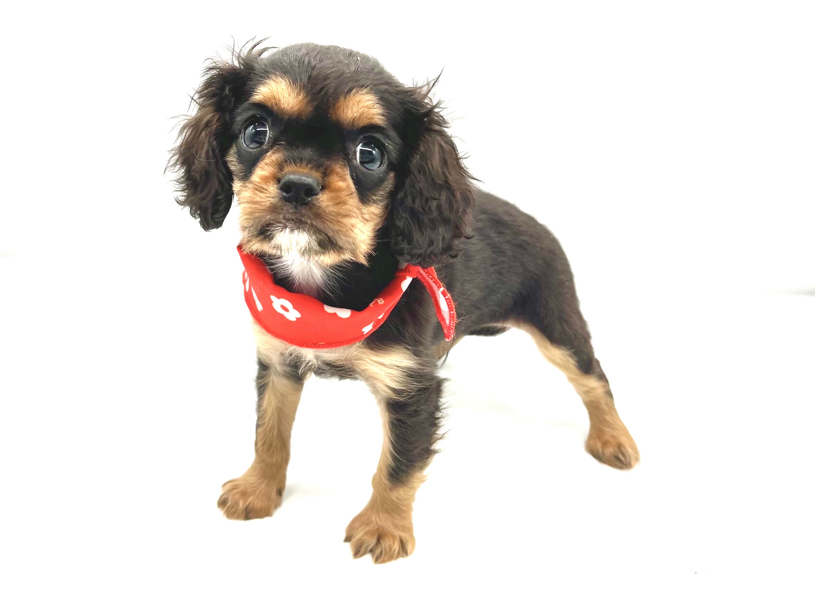 埼玉県のキャバリアキングチャールズスパニエル (ペッツワンなめがわモール店/2025年11月11日生まれ/男の子/ブラックタン)の子犬