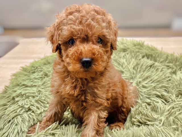 福島県のトイプードル(トイ) (ペッツワン郡山富田店/2025年11月21日生まれ/男の子/レッド)の子犬