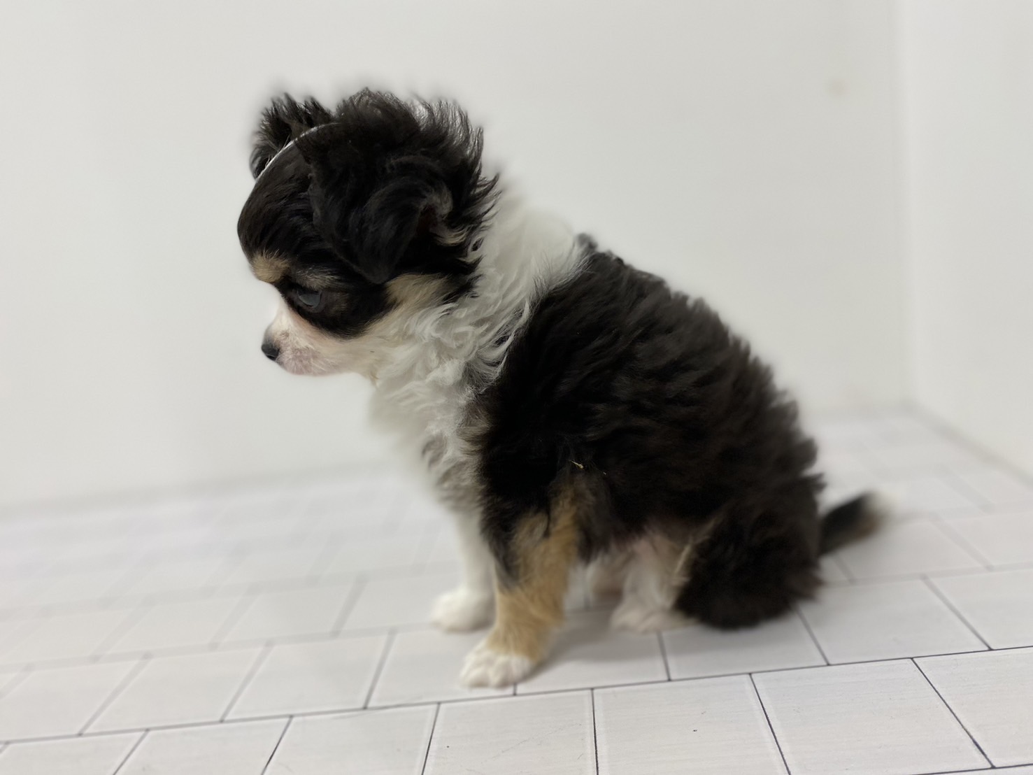 埼玉県のチワワ(ロング) (ペッツワン羽生店/2025年11月16日生まれ/男の子/ブラック)の子犬の2枚目の画像