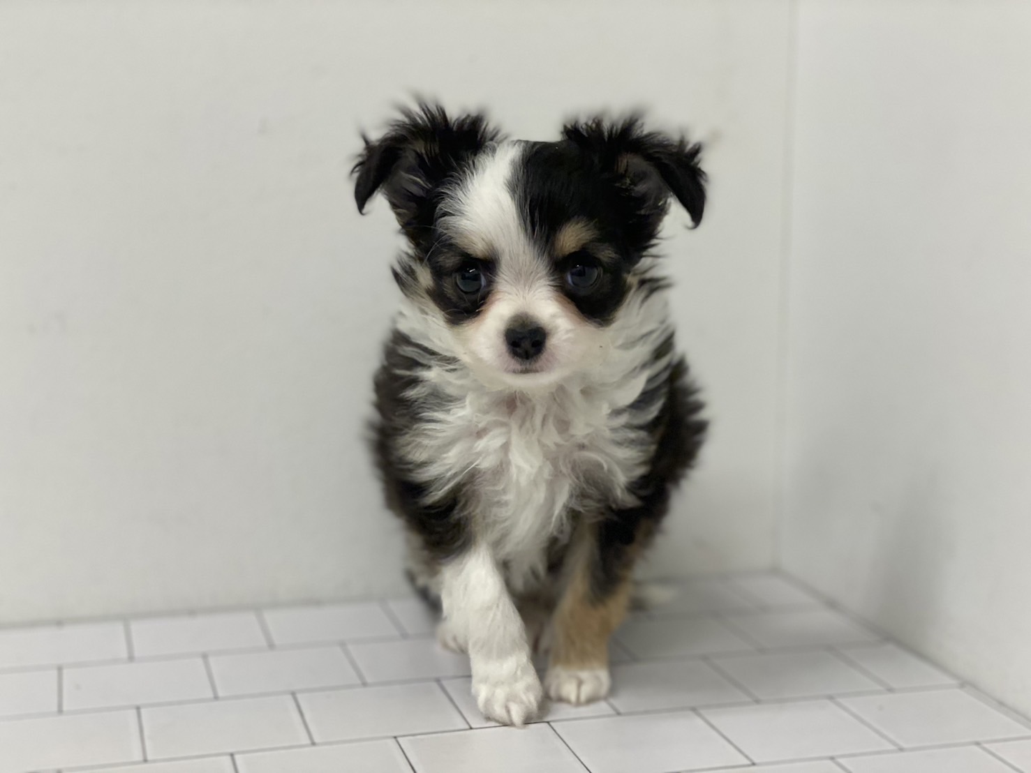 埼玉県のチワワ(ロング) (ペッツワン羽生店/2025年11月16日生まれ/男の子/ブラック)の子犬の1枚目の画像