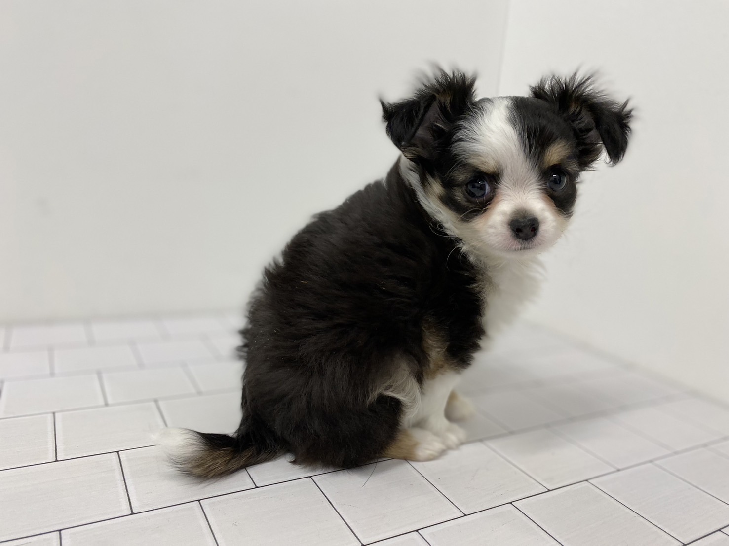 埼玉県のチワワ(ロング) (ペッツワン羽生店/2025年11月16日生まれ/男の子/ブラック)の子犬の3枚目の画像