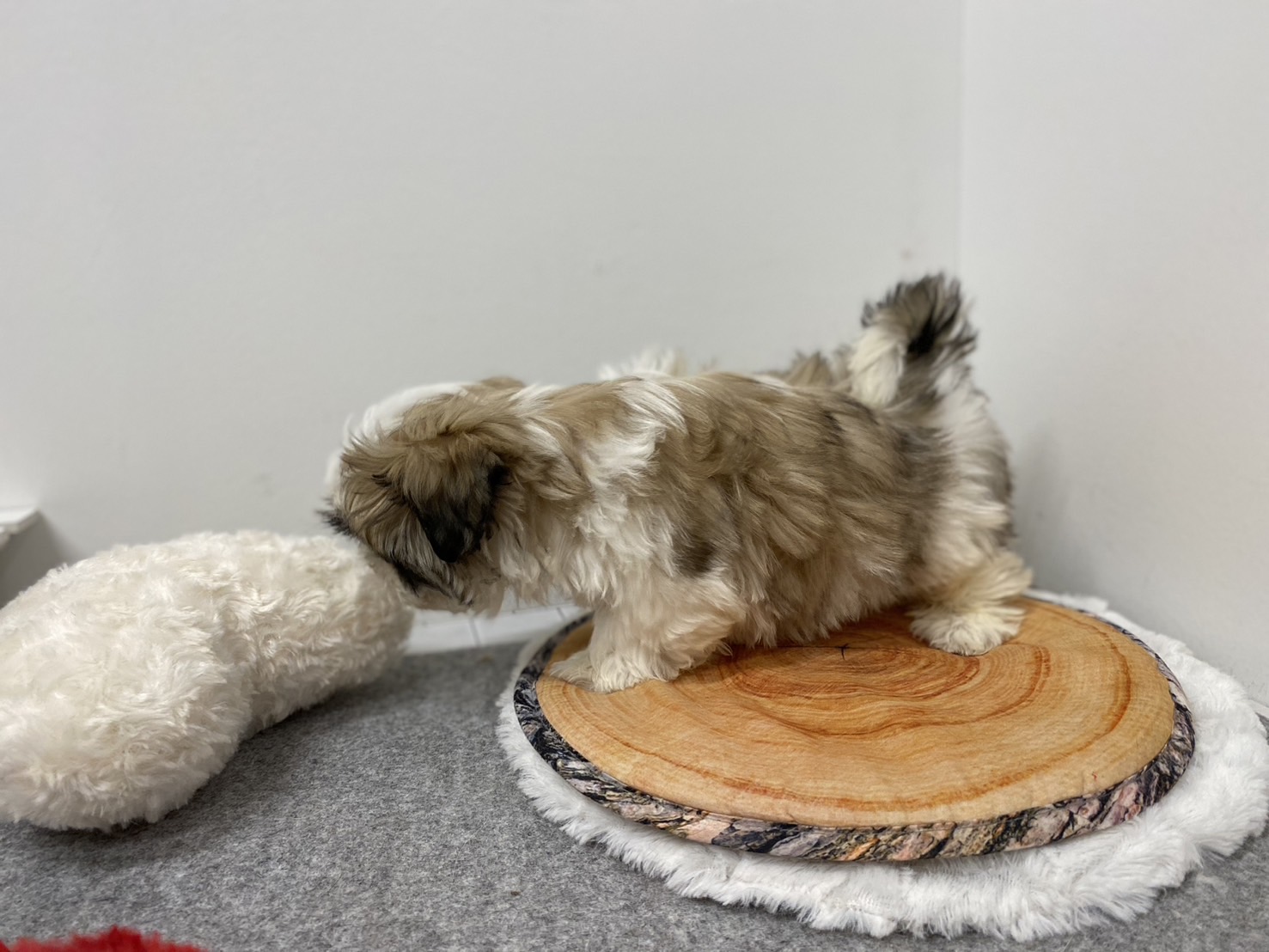 埼玉県のハーフ犬・ミックス犬 (ペッツワン羽生店/2025年11月6日生まれ/女の子/ブラウン)の子犬の2枚目の画像