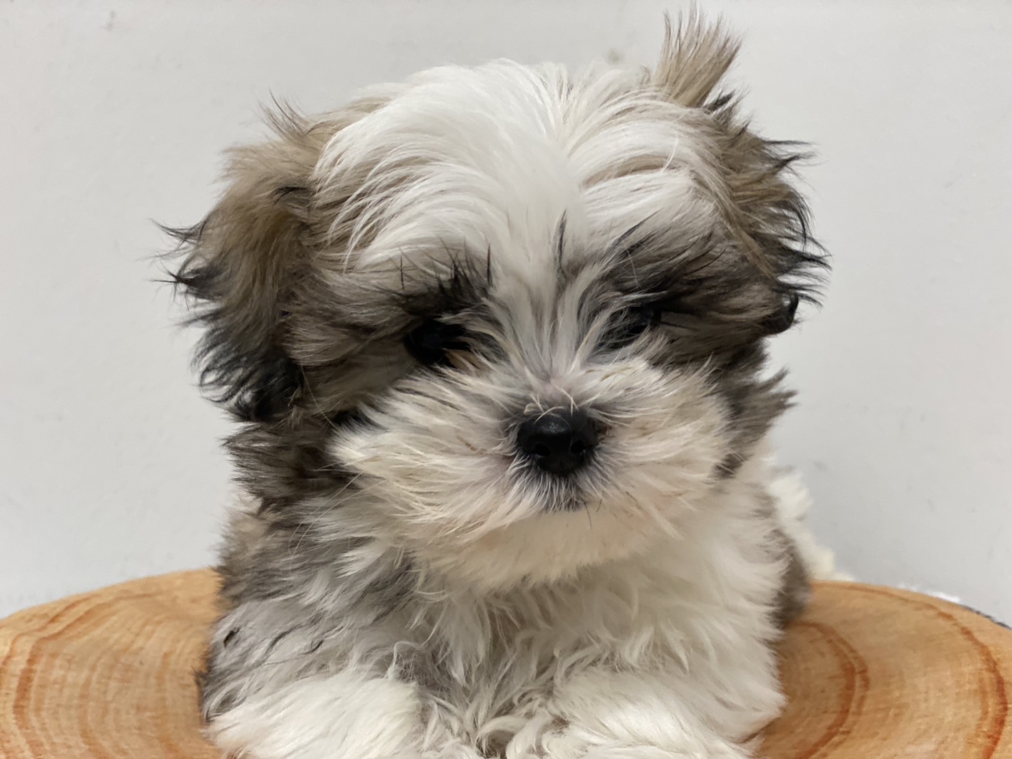 埼玉県のハーフ犬・ミックス犬 (ペッツワン羽生店/2025年11月6日生まれ/女の子/ブラウン)の子犬の1枚目の画像