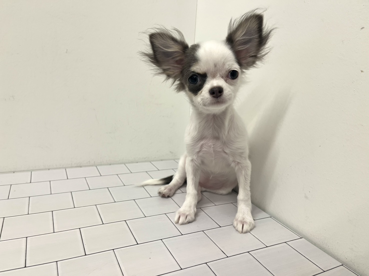 埼玉県のチワワ(ロング) (ペッツワン羽生店/2025年10月1日生まれ/女の子/ホワイト)の子犬