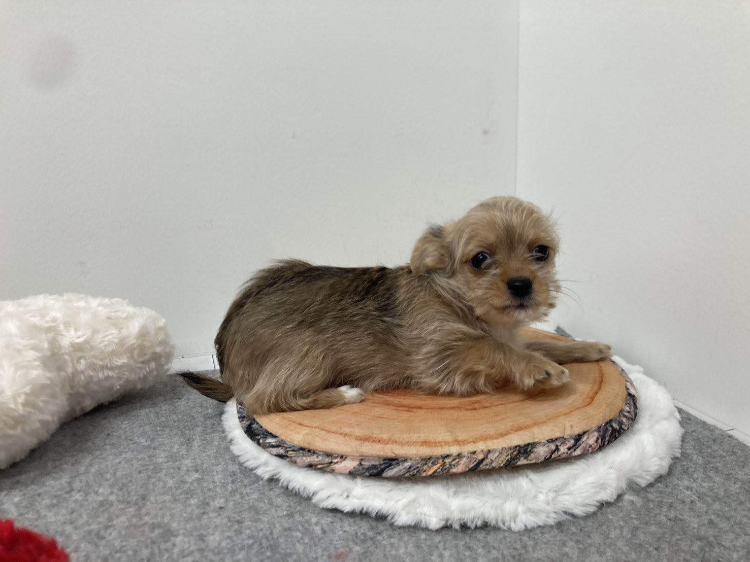 埼玉県のハーフ犬・ミックス犬 (ペッツワン羽生店/2025年10月29日生まれ/女の子/レッド)の子犬の1枚目の画像