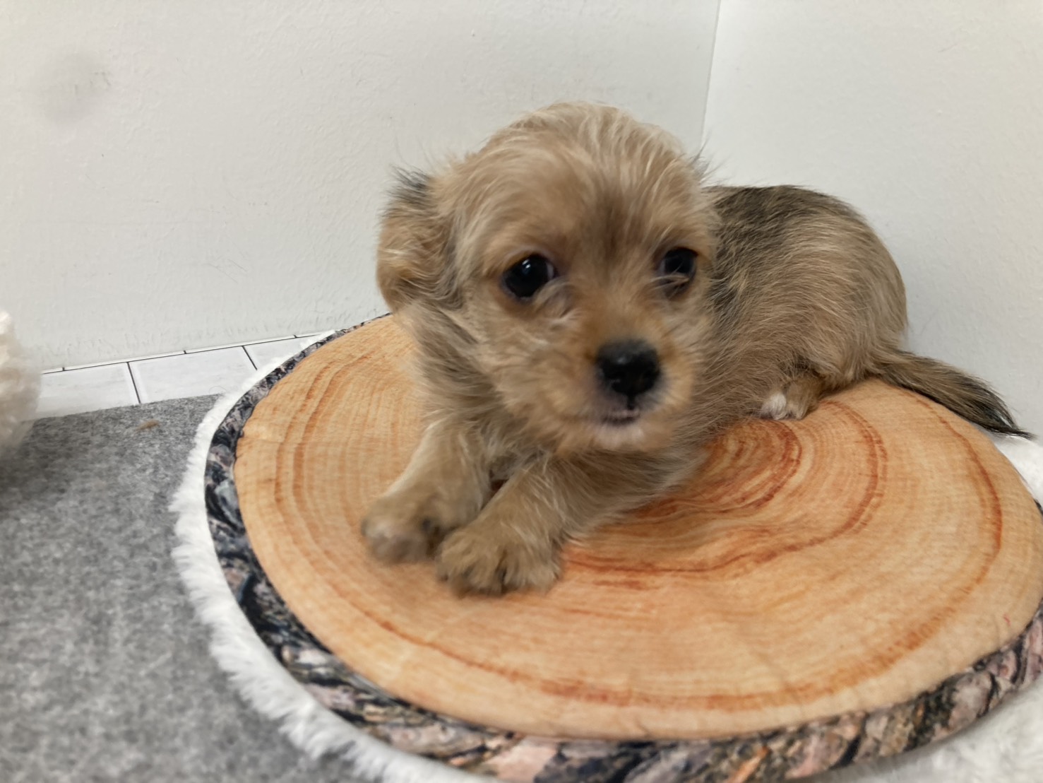 埼玉県のハーフ犬・ミックス犬 (ペッツワン羽生店/2025年10月29日生まれ/女の子/レッド)の子犬の2枚目の画像