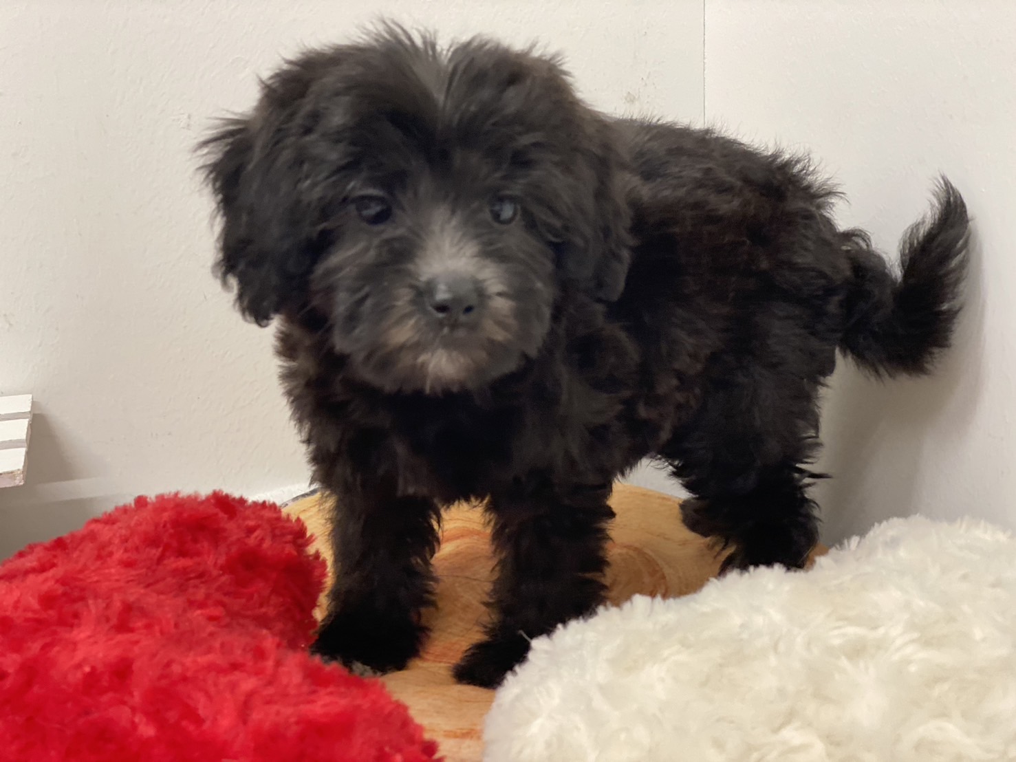 埼玉県のハーフ犬・ミックス犬 (ペッツワン羽生店/2025年10月9日生まれ/女の子/ブラック)の子犬の2枚目の画像