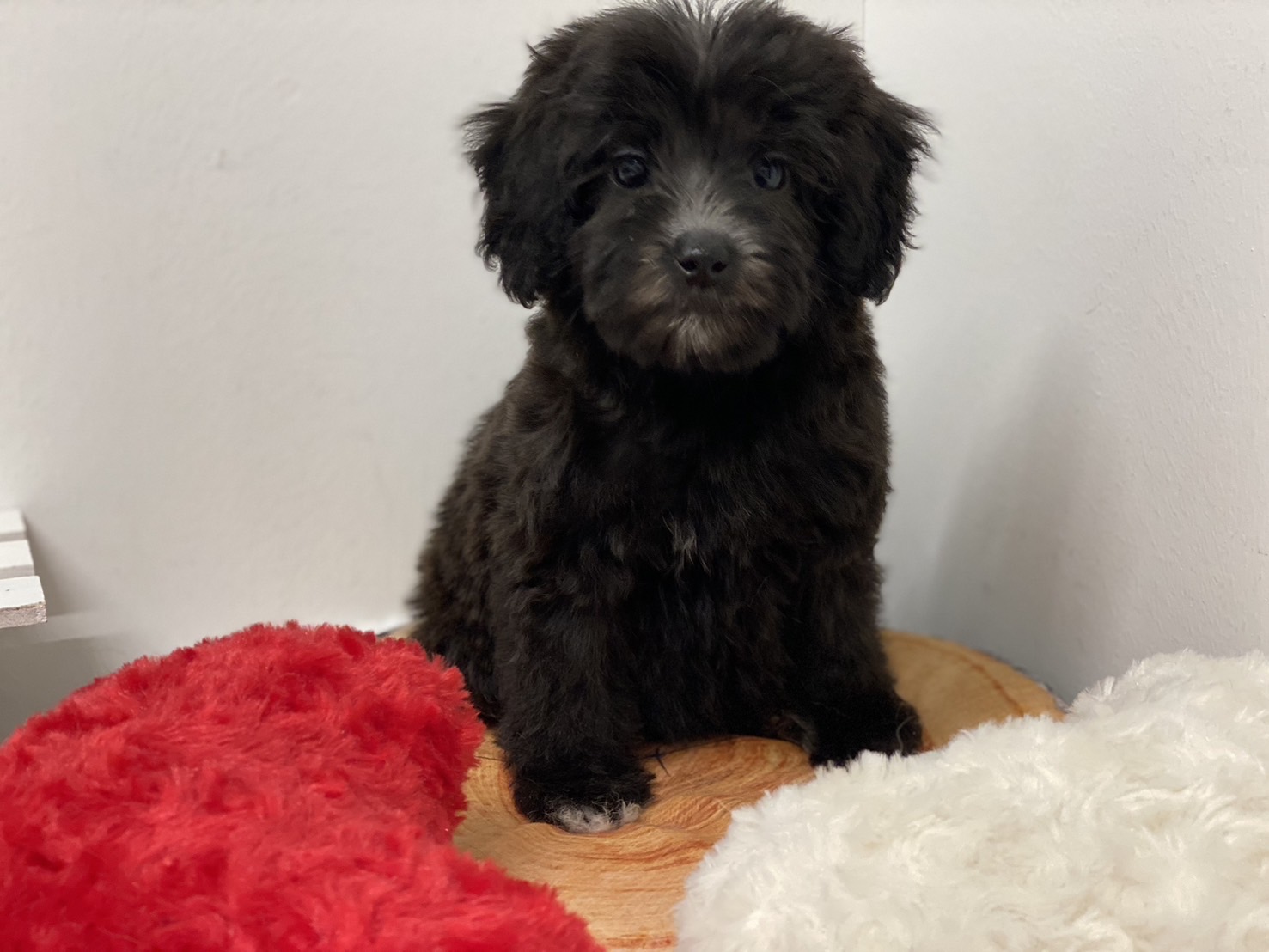 埼玉県のハーフ犬・ミックス犬 (ペッツワン羽生店/2025年10月9日生まれ/女の子/ブラック)の子犬の1枚目の画像