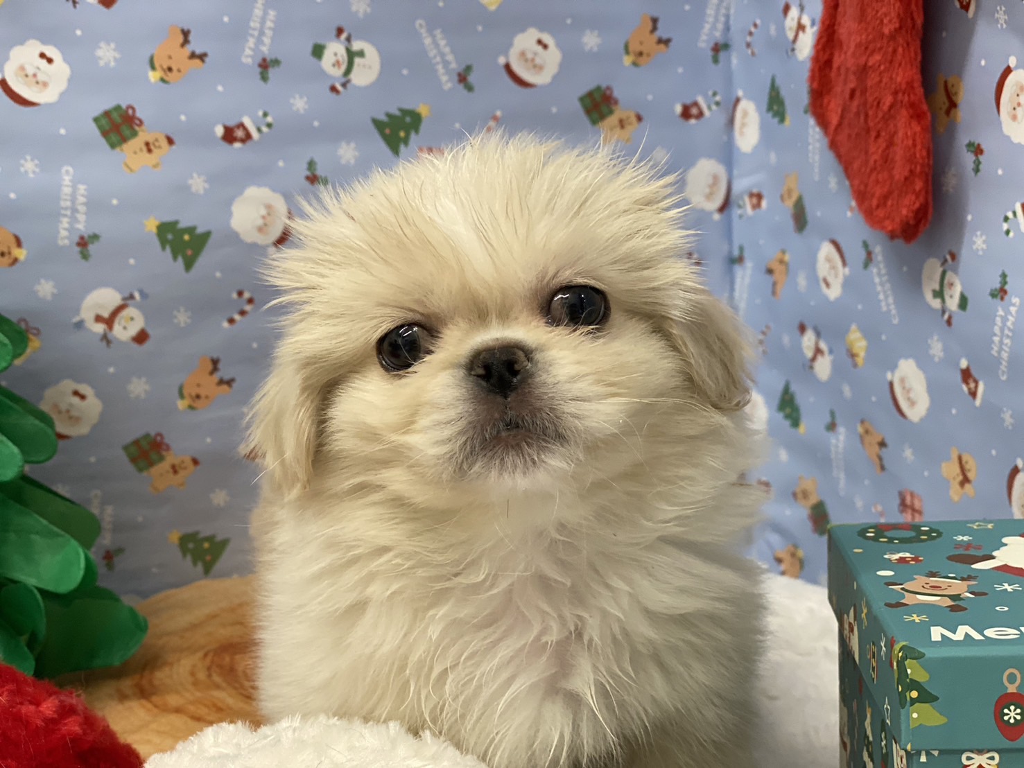 埼玉県のペキニーズ (ペッツワン羽生店/2025年10月15日生まれ/男の子/ホワイト)の子犬