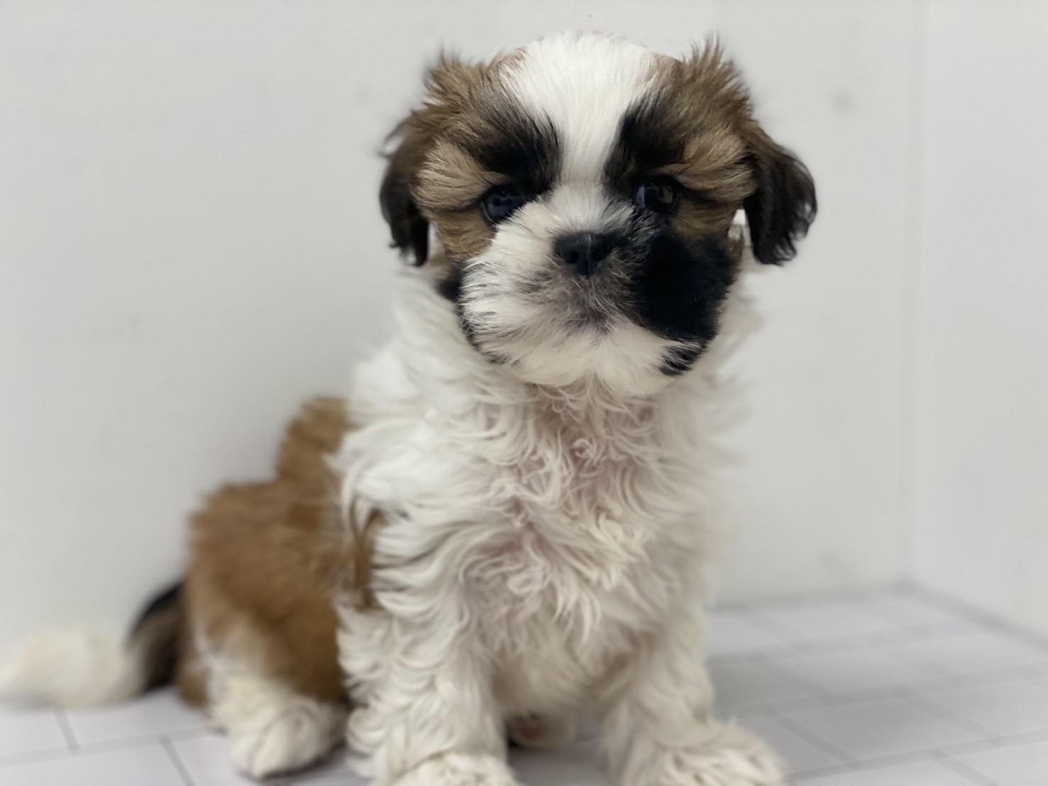 埼玉県のシーズー (ペッツワン羽生店/2025年11月20日生まれ/女の子/ブラウン)の子犬の1枚目の画像