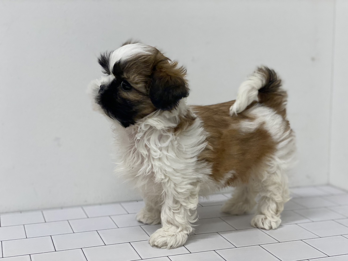 埼玉県のシーズー (ペッツワン羽生店/2025年11月20日生まれ/女の子/ブラウン)の子犬の2枚目の画像