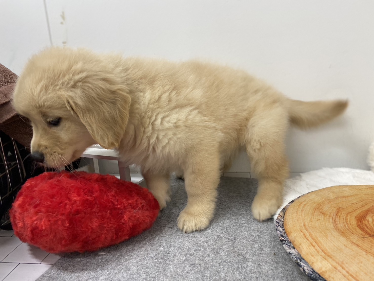 埼玉県のゴールデンレトリバー (ペッツワン羽生店/2025年11月14日生まれ/女の子/イエロー)の子犬の2枚目の画像