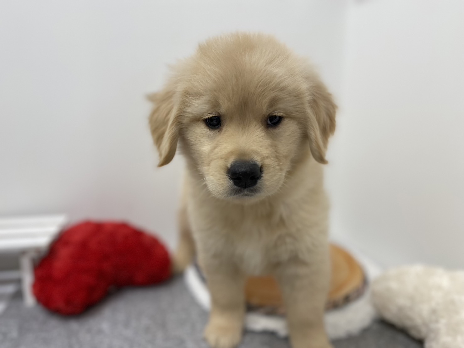 埼玉県のゴールデンレトリバー (ペッツワン羽生店/2025年11月14日生まれ/女の子/イエロー)の子犬の1枚目の画像