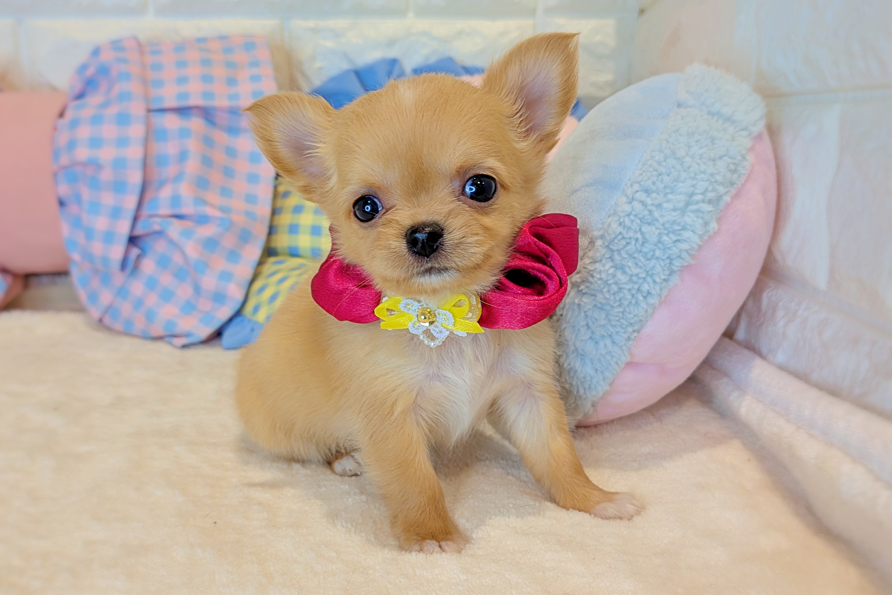 京都府のチワワ(ロング) (ペッツワン亀岡店/2025年11月8日生まれ/女の子/クリームホワイト)の子犬