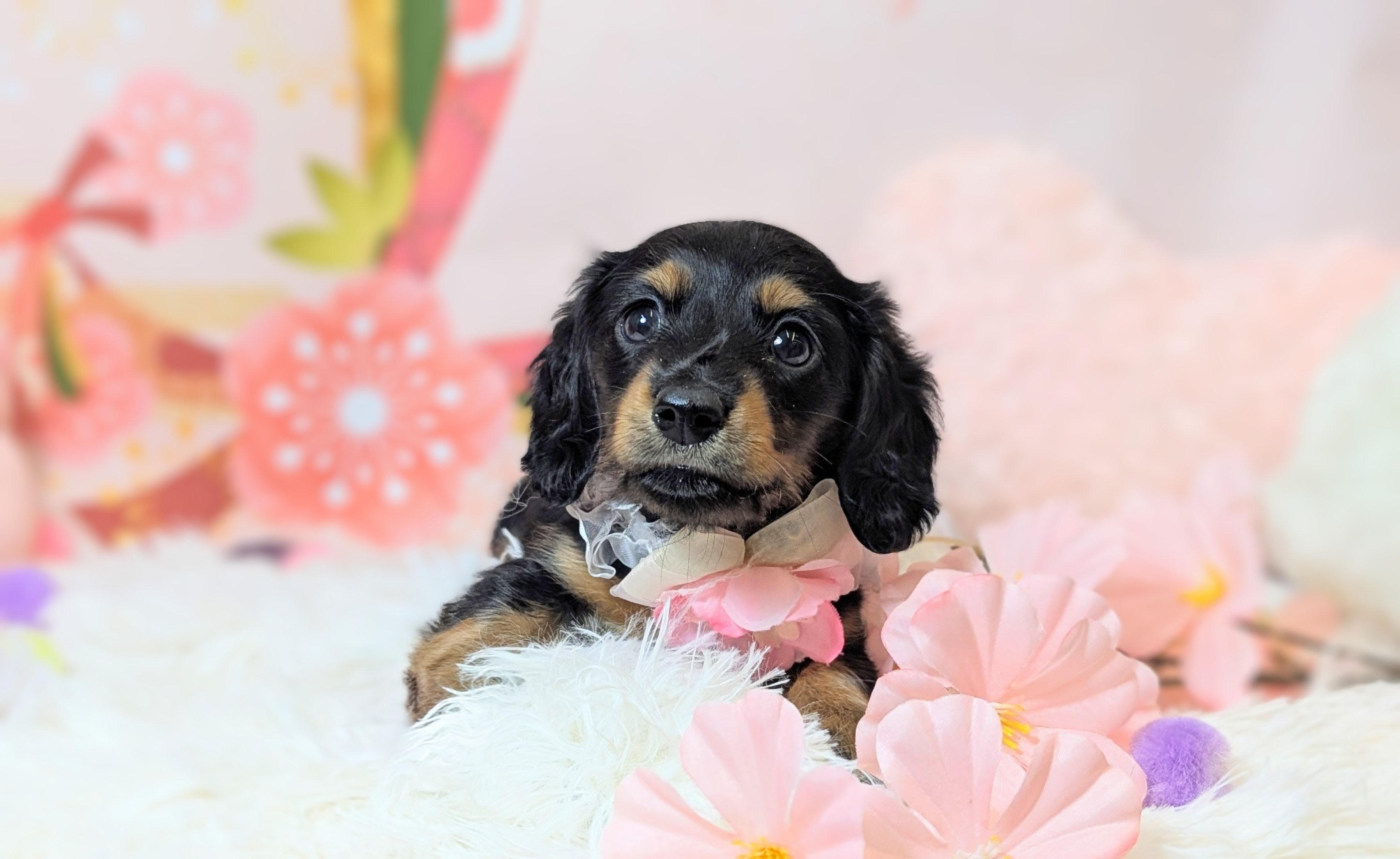 兵庫県のミニチュアダックスフンド(ロング) (ペッツワン神戸西神南店/2025年11月22日生まれ/女の子/ブラックタン)の子犬の3枚目の画像