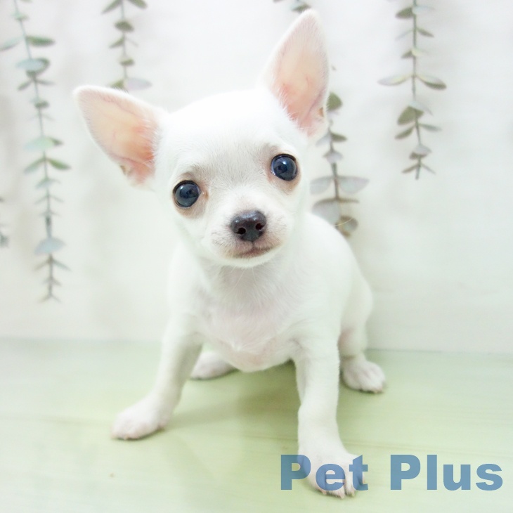 チワワ - 桑名店 | ペッツワン