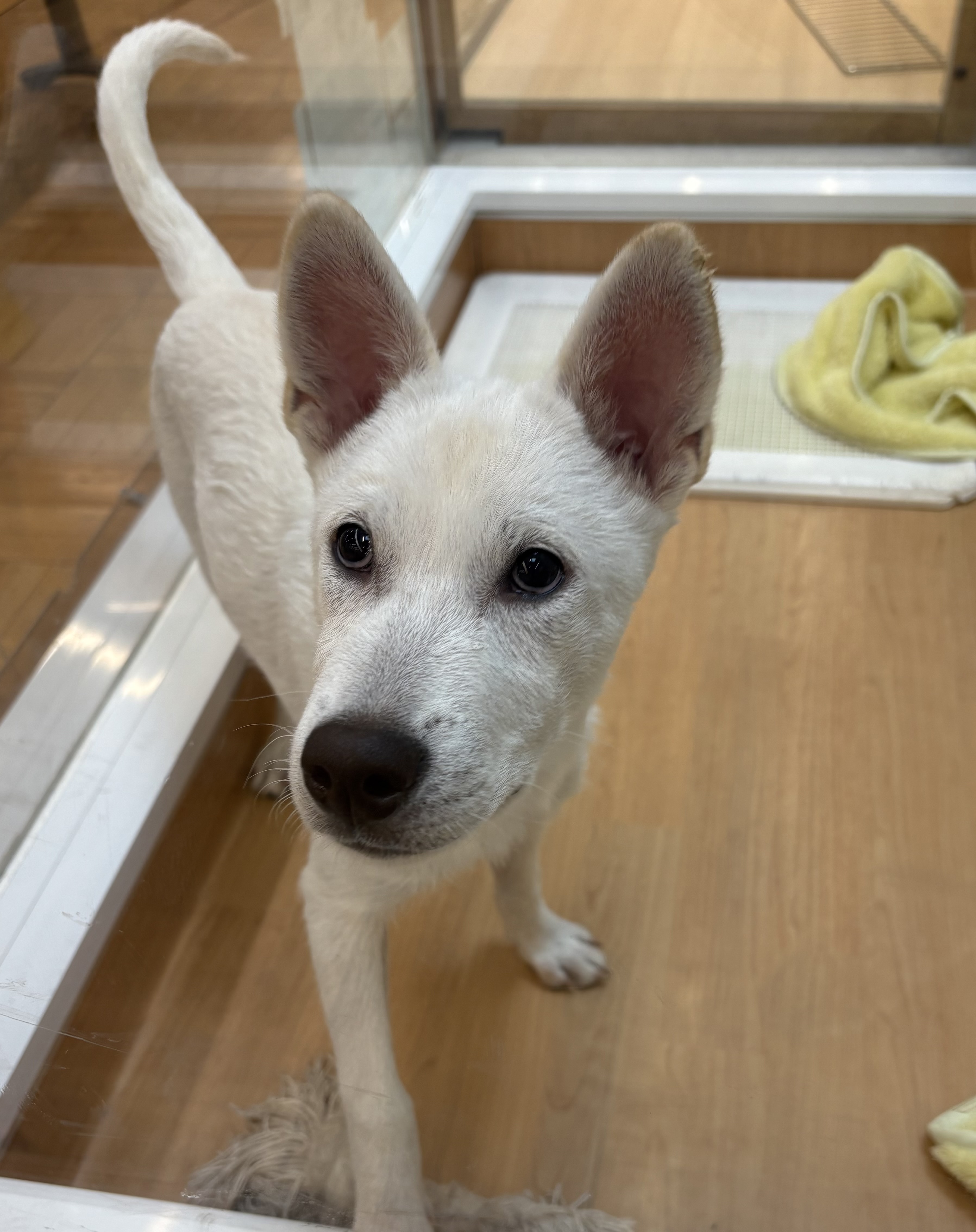 千葉県の紀州犬 (ペッツワン佐倉店/2025年9月12日生まれ/男の子/白)の子犬の2枚目の画像