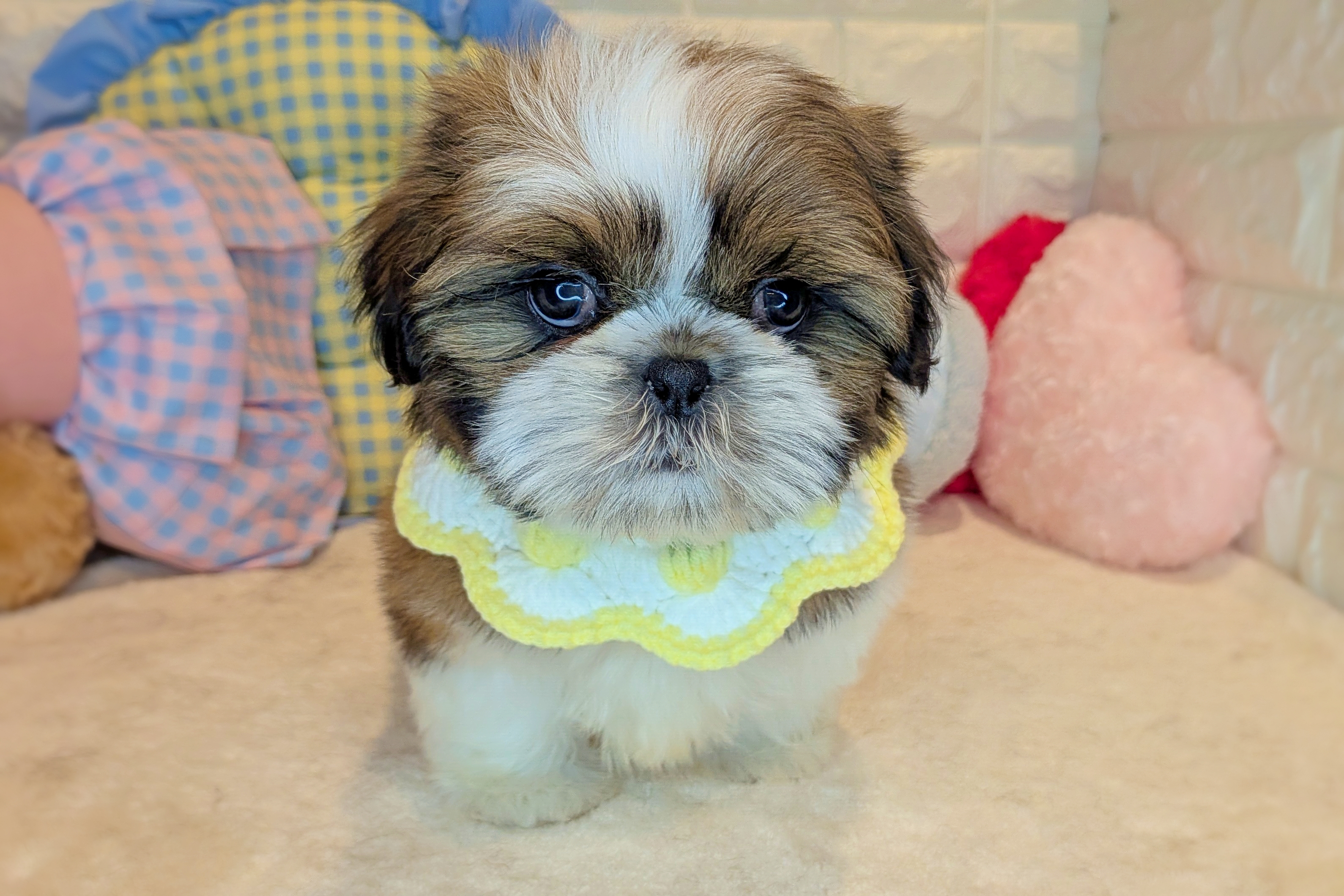 京都府のシーズー (ペッツワン亀岡店/2025年11月24日生まれ/女の子/ゴールドホワイト)の子犬の1枚目の画像