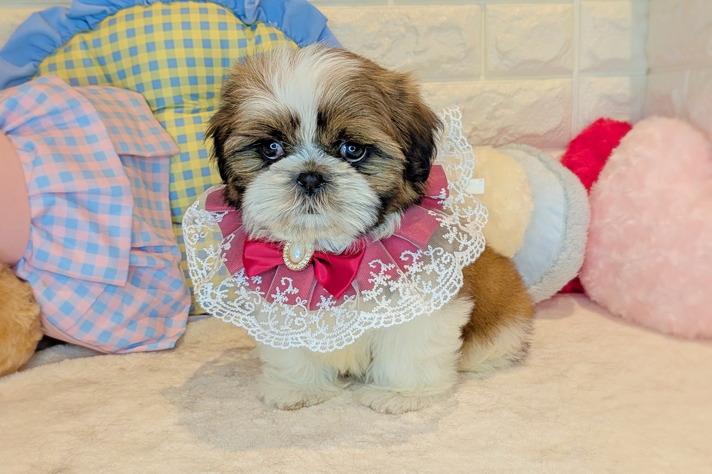 京都府のシーズー (ペッツワン亀岡店/2025年11月24日生まれ/女の子/ゴールドホワイト)の子犬の3枚目の画像