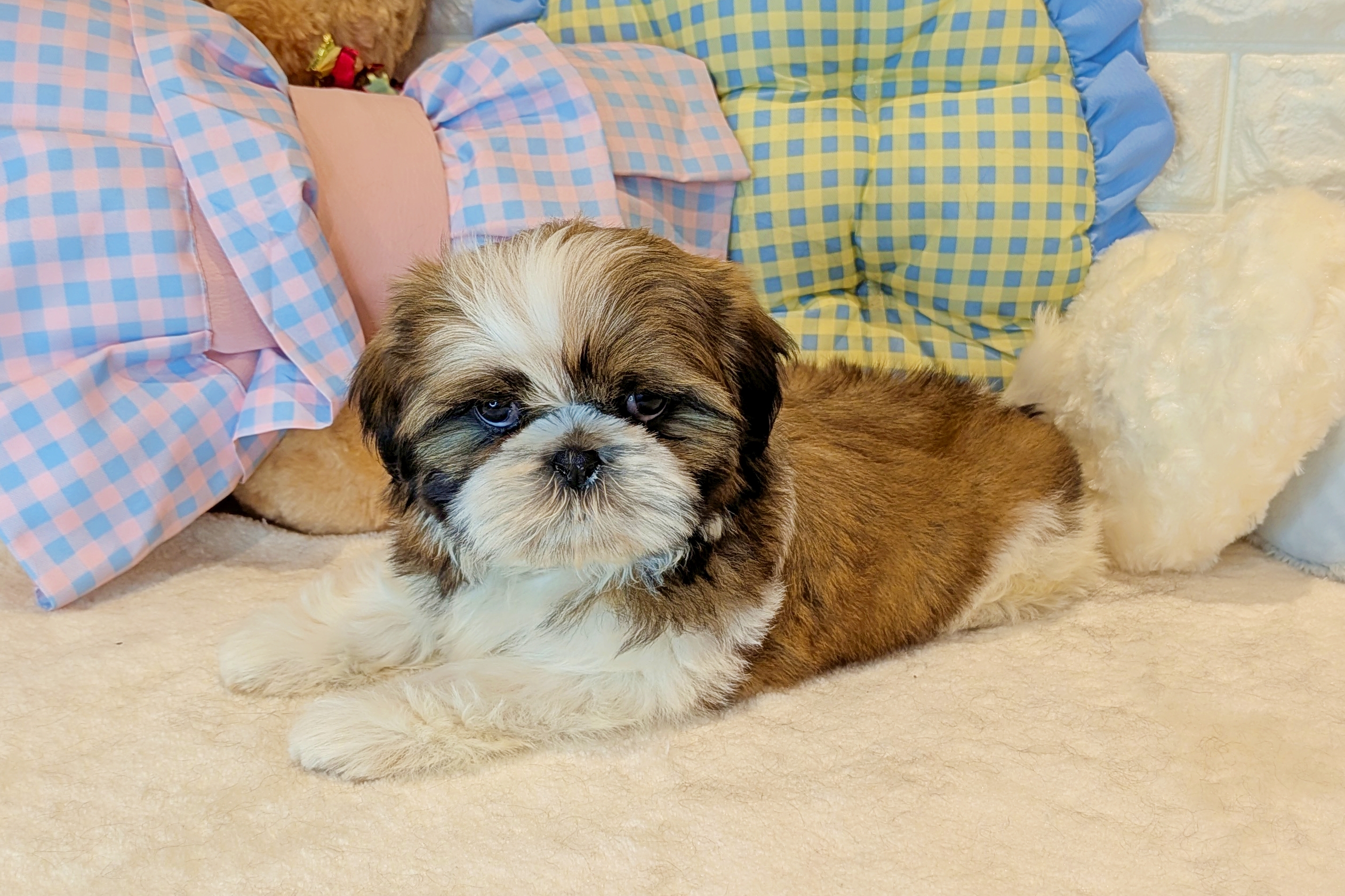 京都府のシーズー (ペッツワン亀岡店/2025年11月24日生まれ/女の子/ゴールドホワイト)の子犬の2枚目の画像