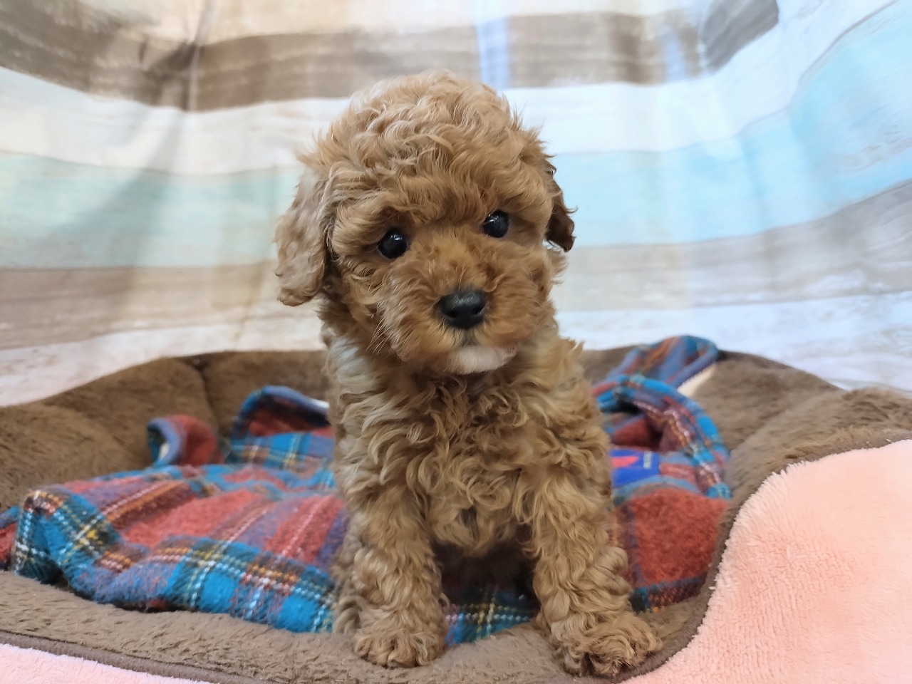 群馬県のトイプードル(トイ) (ペッツワン青柳店/2025年11月25日生まれ/女の子/レッド)の子犬の1枚目の画像