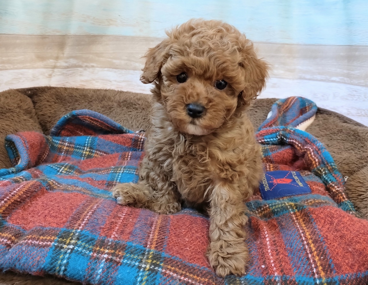 群馬県のトイプードル(トイ) (ペッツワン青柳店/2025年11月25日生まれ/女の子/レッド)の子犬の2枚目の画像