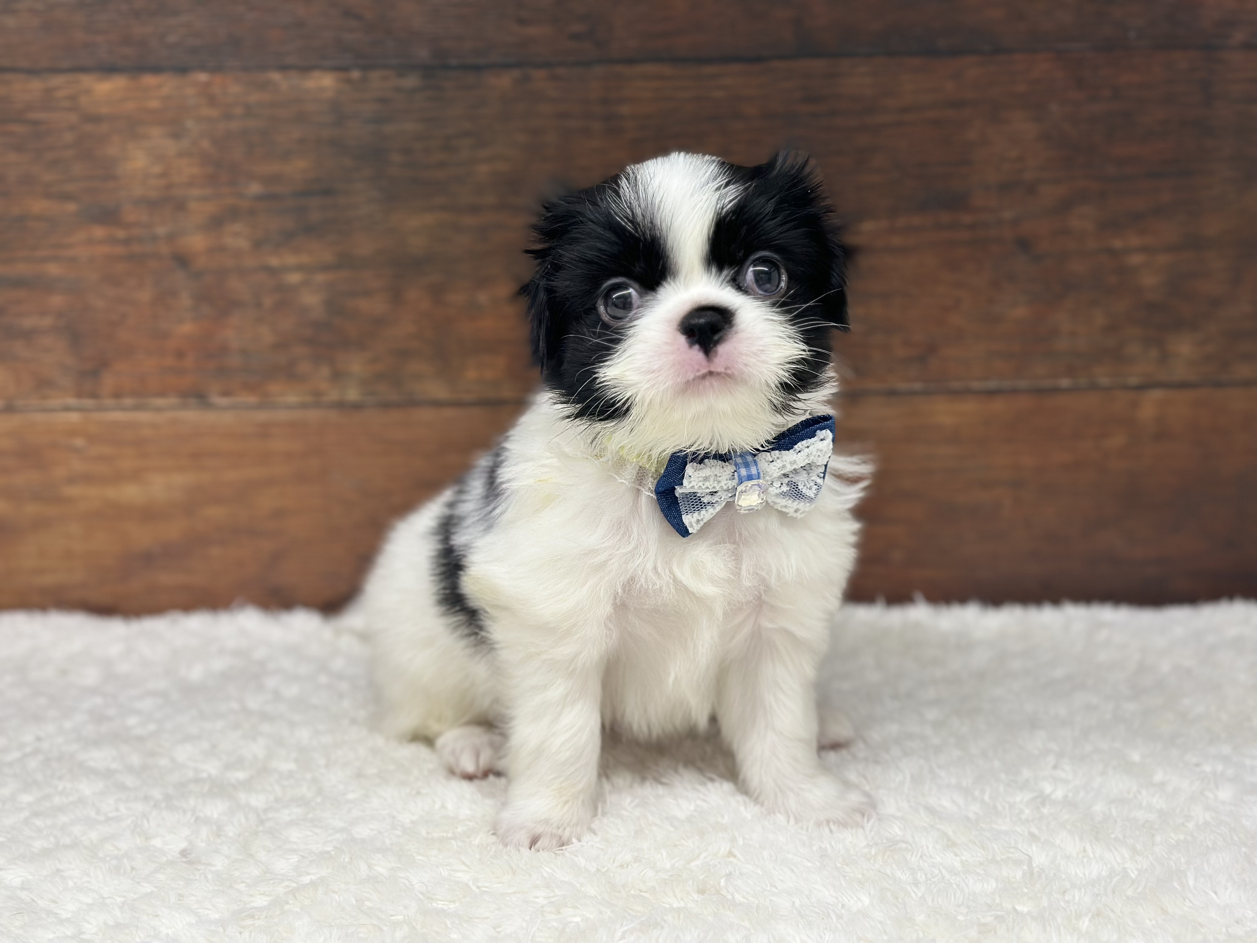 愛知県の狆 (ペッツワン名古屋大高インター店/2025年11月26日生まれ/男の子/白黒)の子犬の1枚目の画像