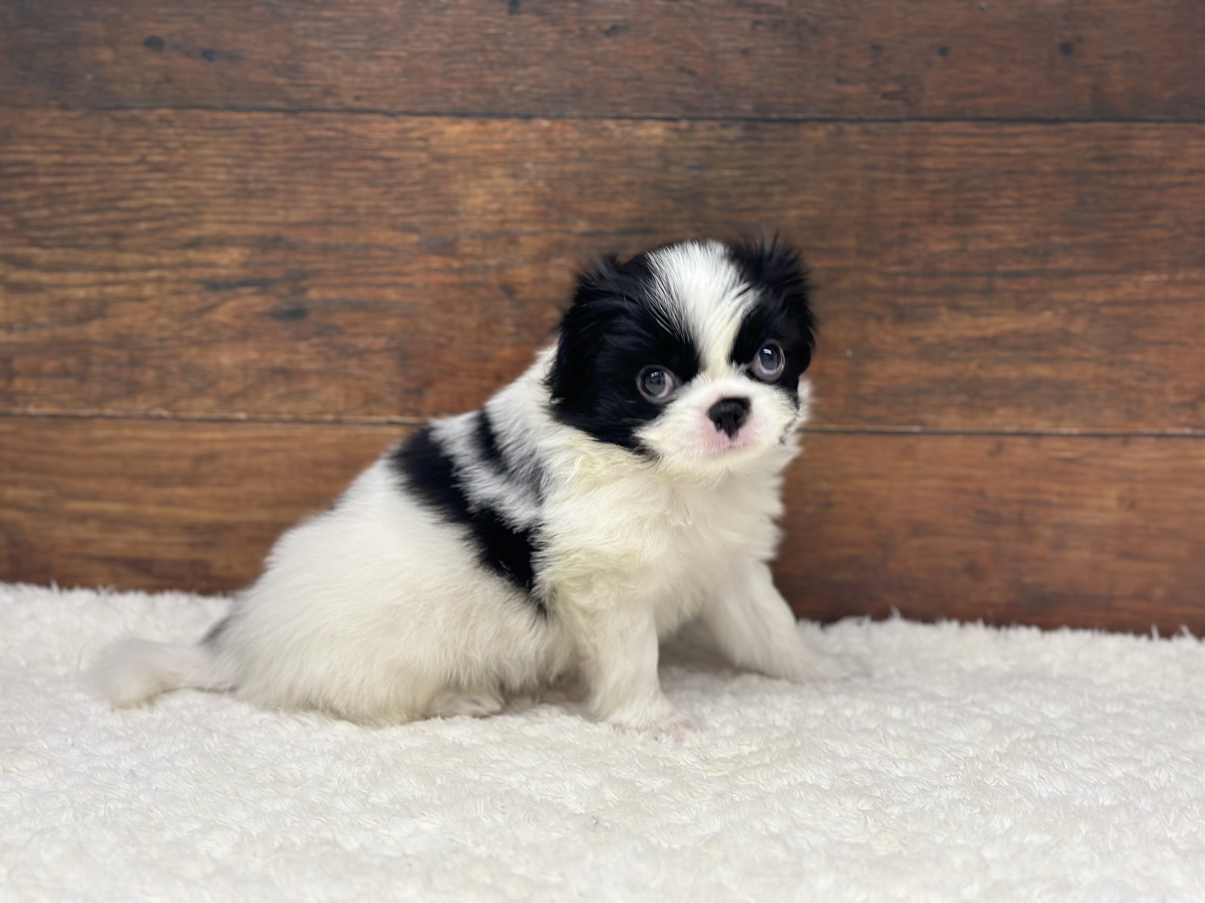 愛知県の狆 (ペッツワン名古屋大高インター店/2025年11月26日生まれ/男の子/白黒)の子犬の2枚目の画像
