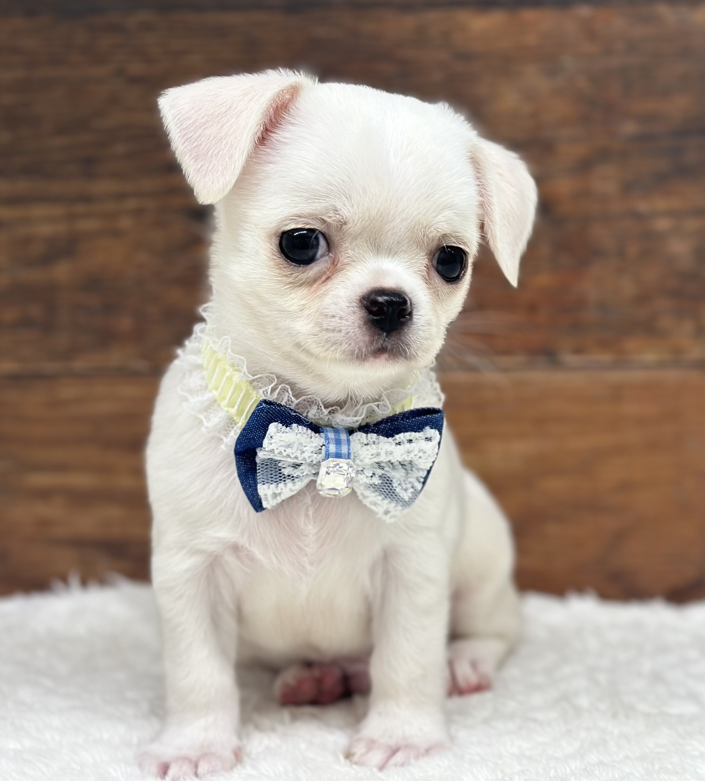 愛知県のチワワ(ロング) (ペッツワン名古屋大高インター店/2025年11月27日生まれ/男の子/クリームホワイト)の子犬の1枚目の画像