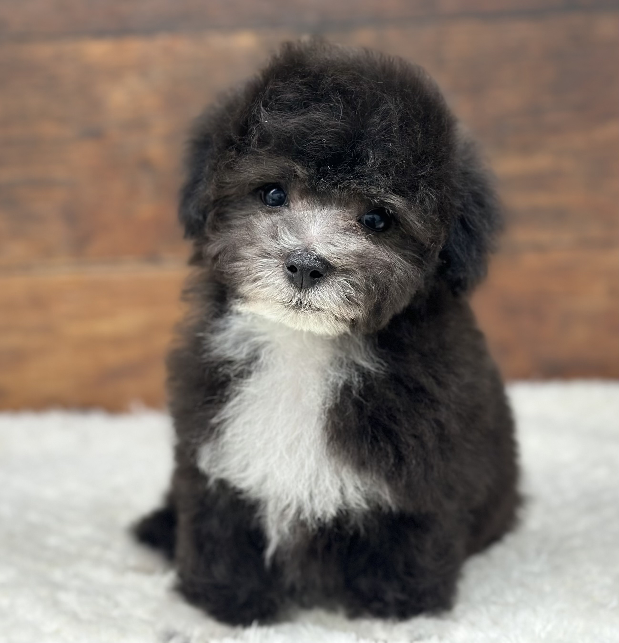 愛知県のハーフ犬・ミックス犬 (ペッツワン名古屋大高インター店/2025年11月20日生まれ/女の子/シルバーホワイト)の子犬の1枚目の画像