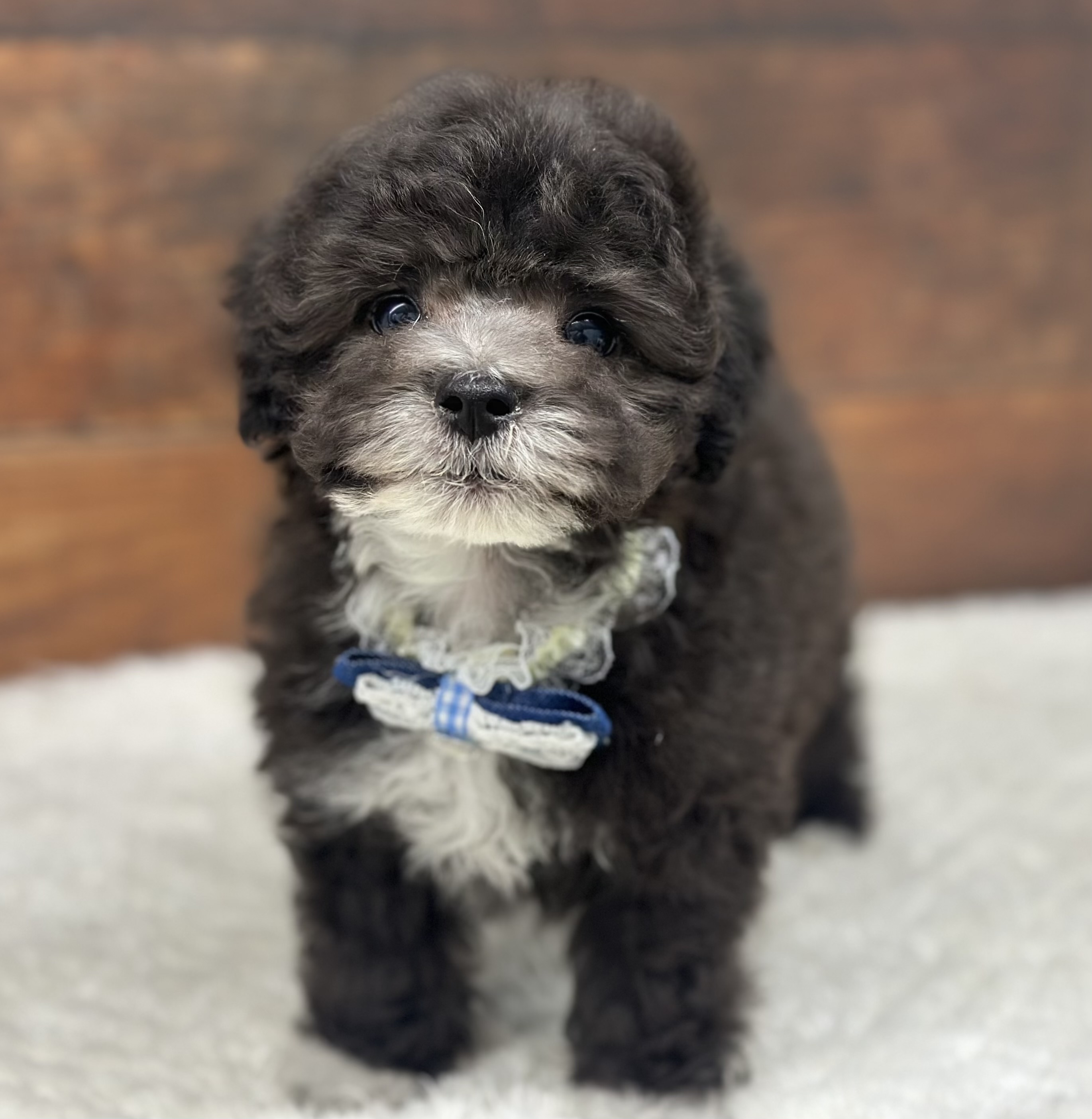 愛知県のハーフ犬・ミックス犬 (ペッツワン名古屋大高インター店/2025年11月20日生まれ/女の子/シルバーホワイト)の子犬の2枚目の画像