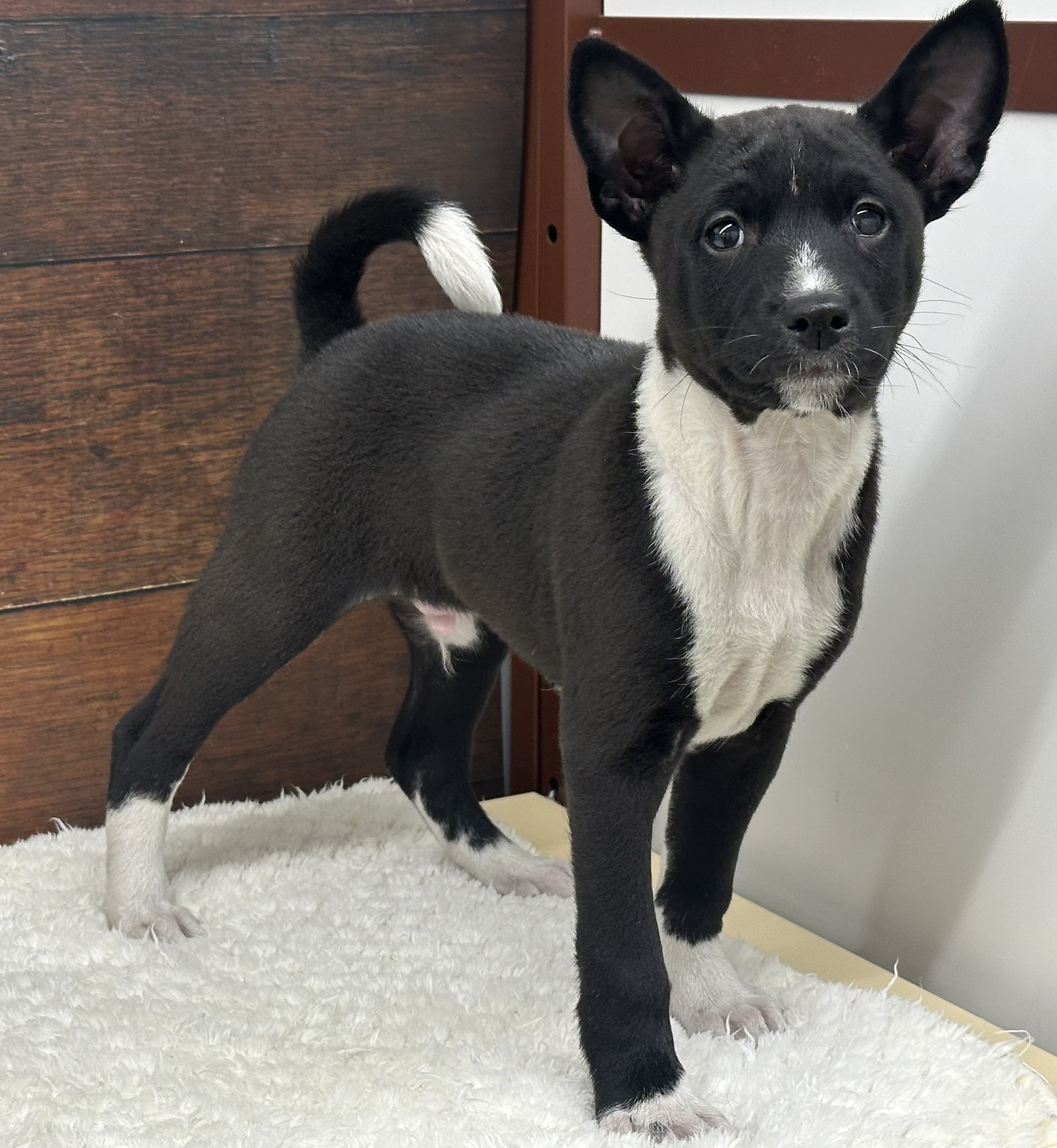 愛知県のバセンジー (ペッツワン名古屋大高インター店/2025年11月23日生まれ/男の子/ブラックホワイト)の子犬の1枚目の画像