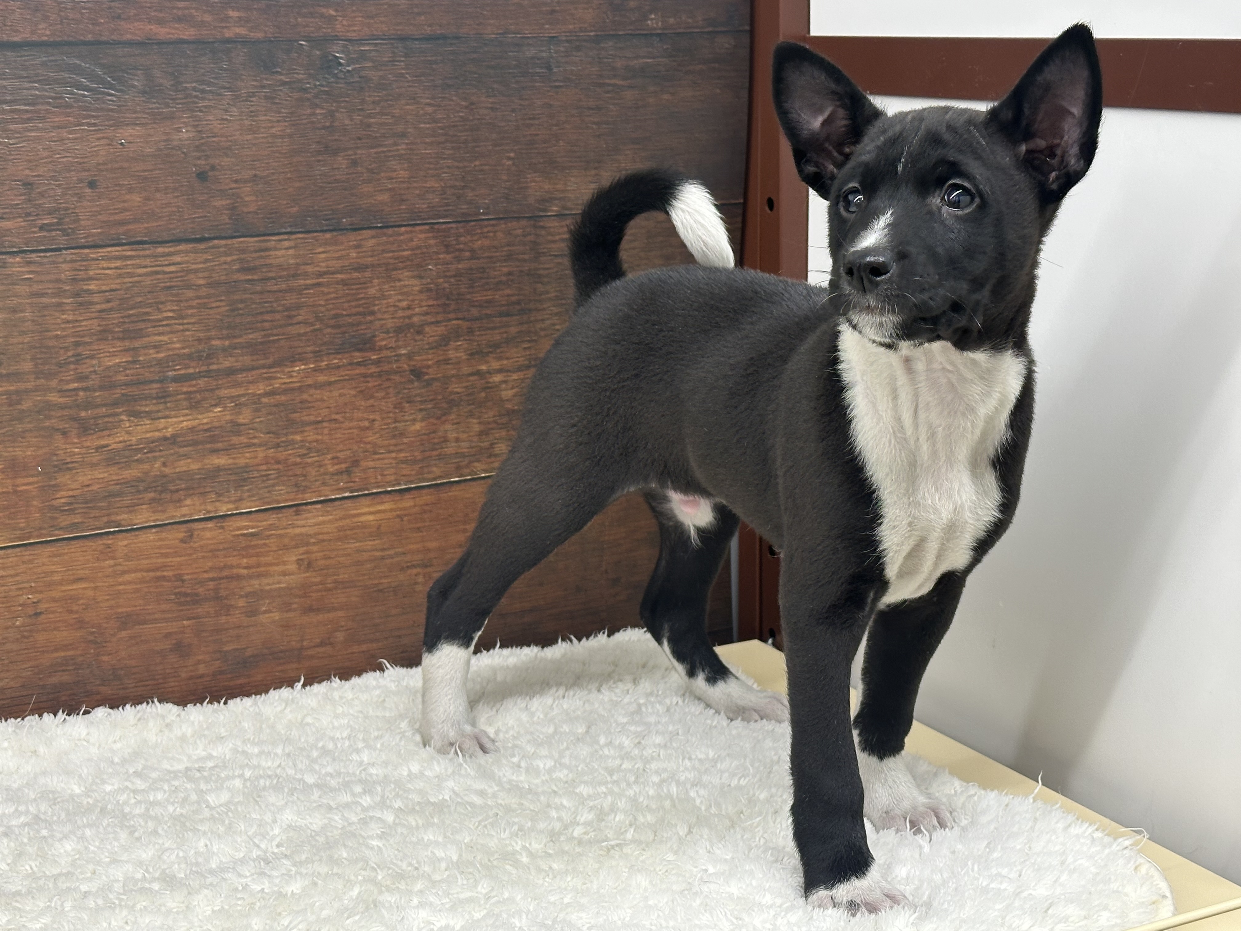 愛知県のバセンジー (ペッツワン名古屋大高インター店/2025年11月23日生まれ/男の子/ブラックホワイト)の子犬の2枚目の画像