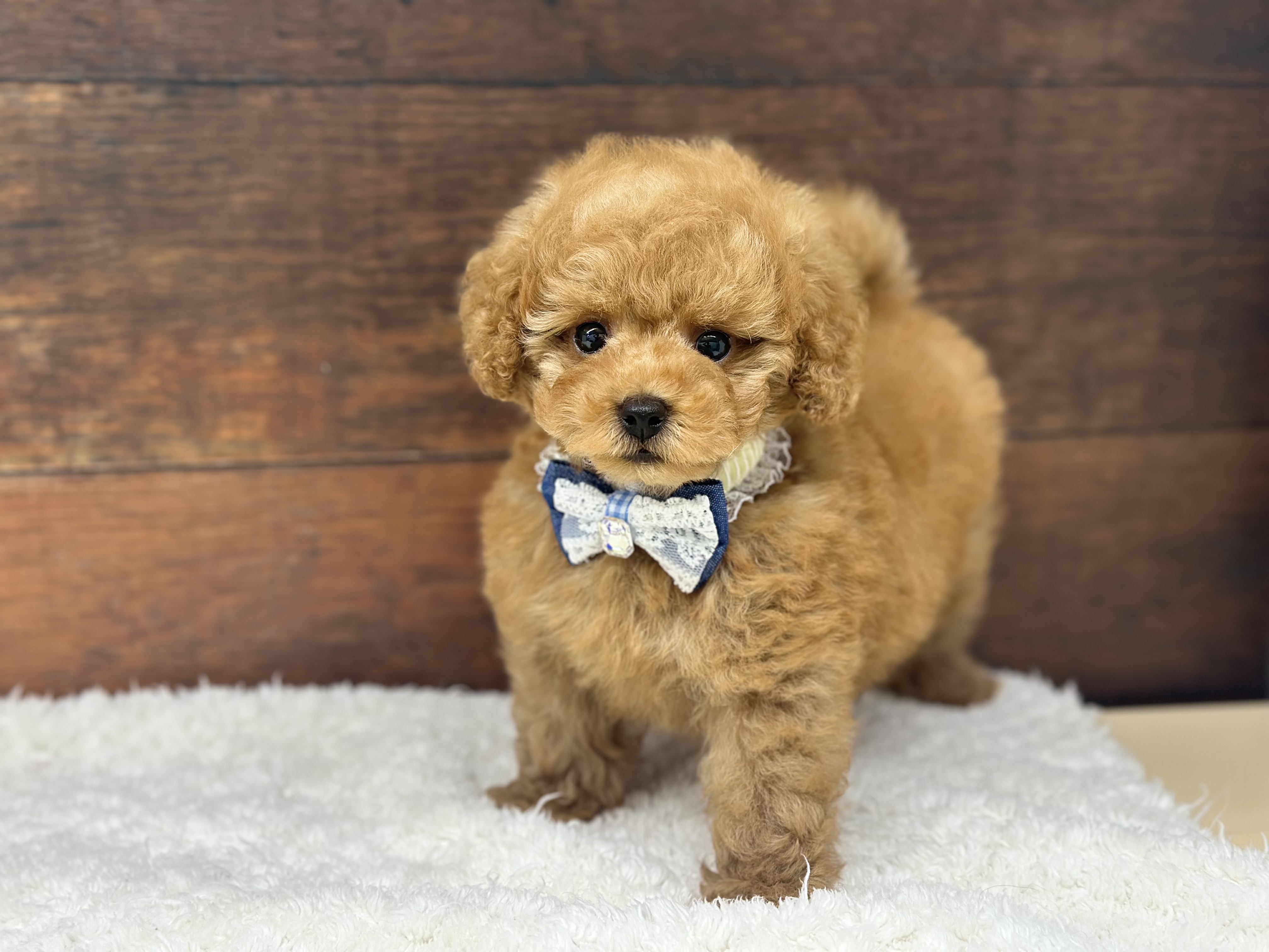 愛知県のトイプードル(トイ) (ペッツワン名古屋大高インター店/2025年11月26日生まれ/男の子/レッド)の子犬の1枚目の画像