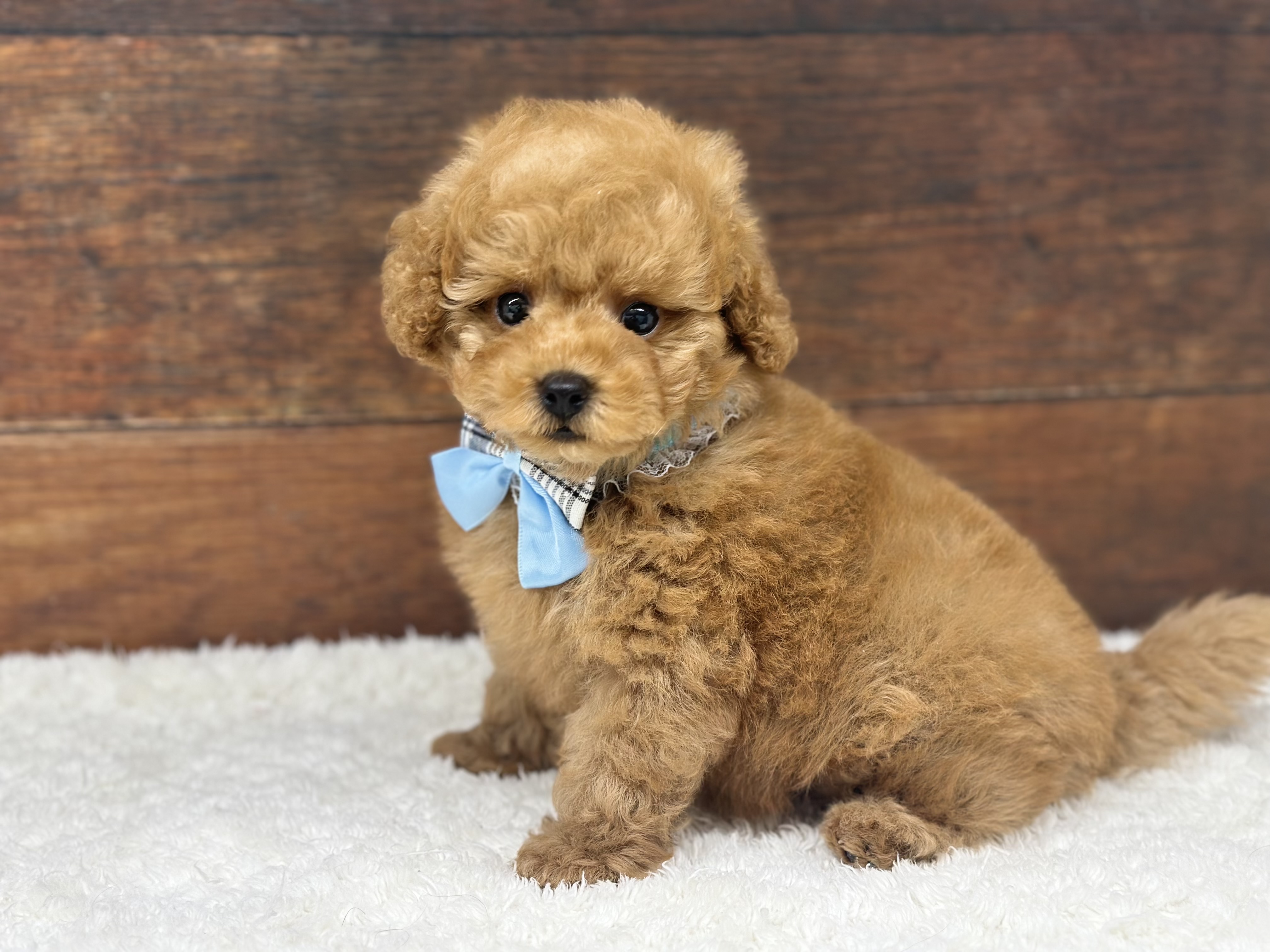 愛知県のトイプードル(トイ) (ペッツワン名古屋大高インター店/2025年11月26日生まれ/男の子/レッド)の子犬の2枚目の画像