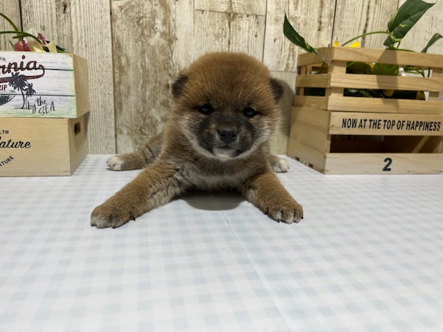 静岡県の柴犬(標準サイズ) (ペッツワン浜松都田テクノ店/2025年11月29日生まれ/女の子/赤)の子犬